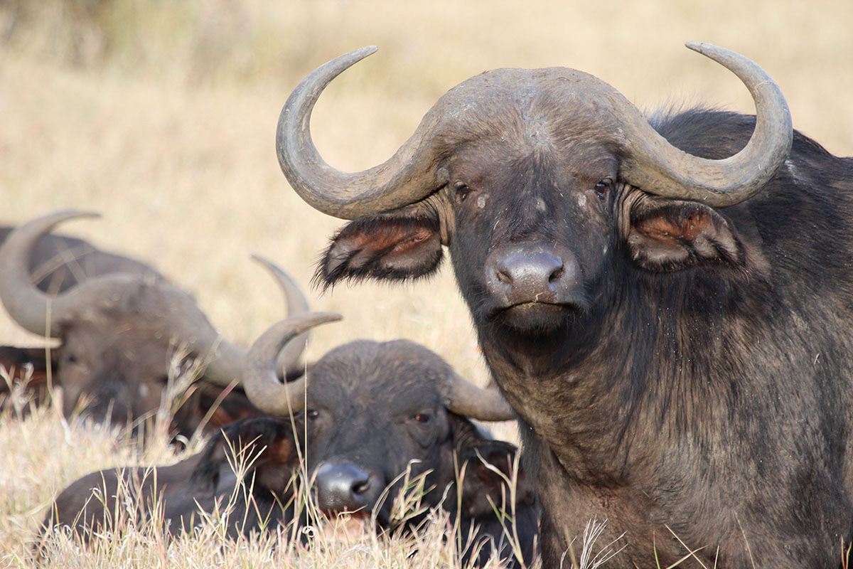 Cape Buffalo, Kenya