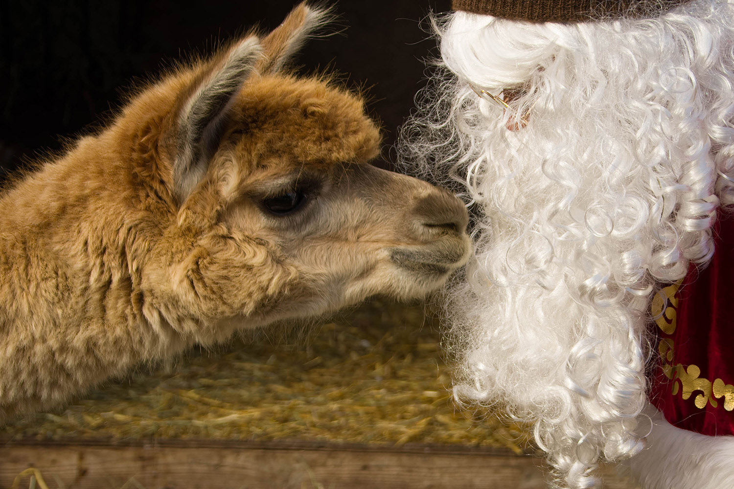 Alpaca kissing Santa Claus