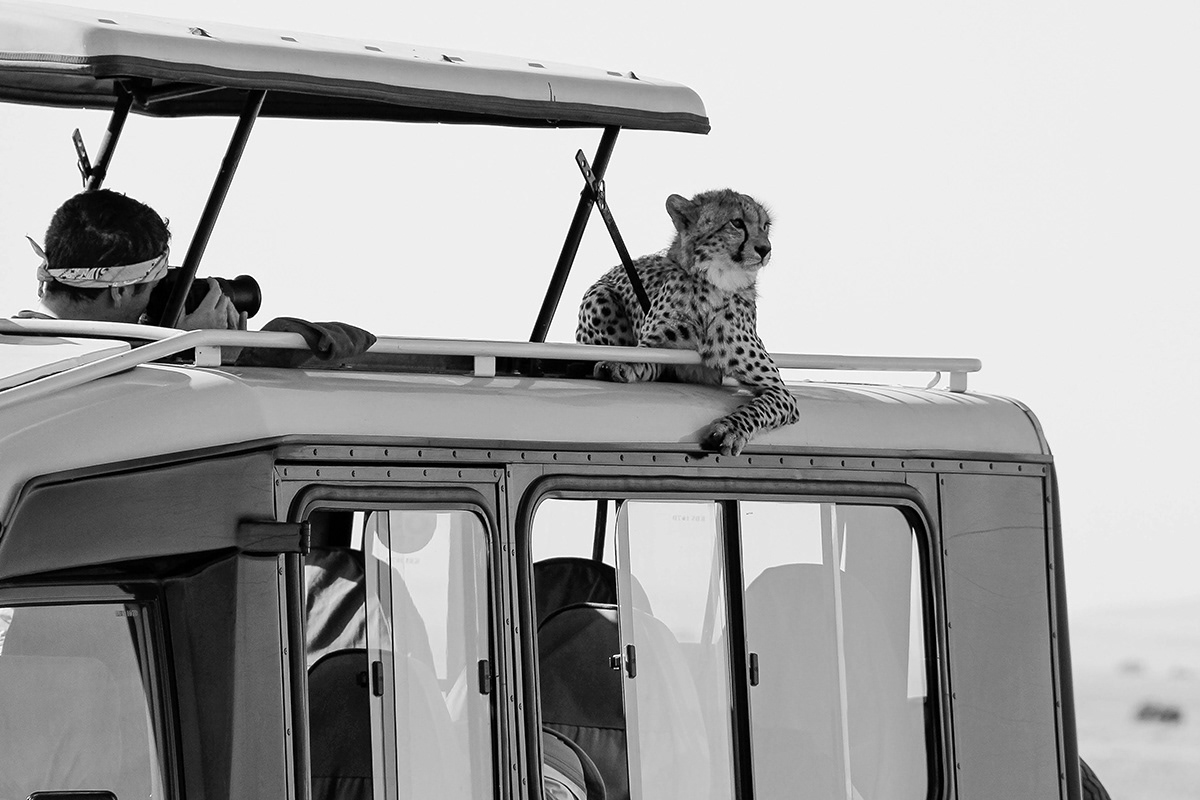Chillin' cheetah, Masai Mara, Kenya