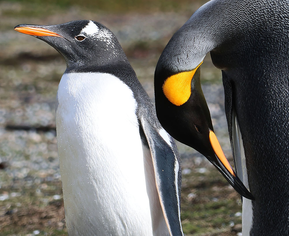 Penguins in Patagonia