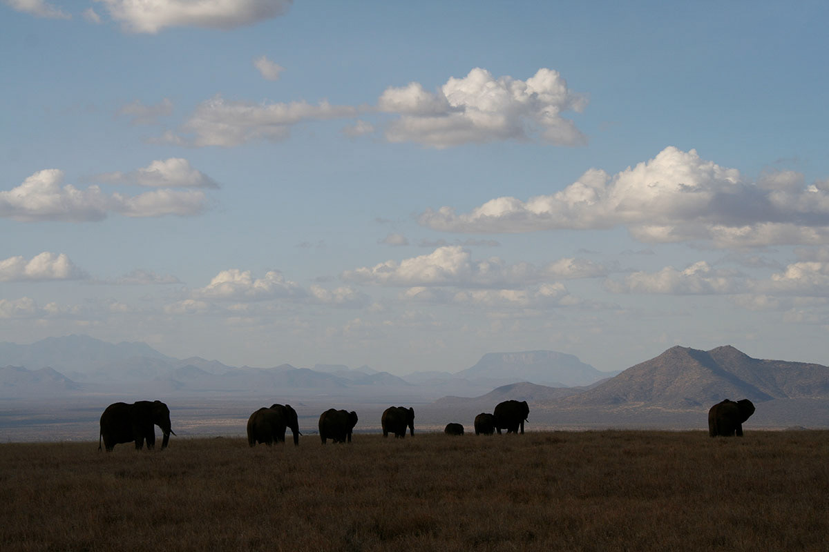A Memory of Elephants, Kenya