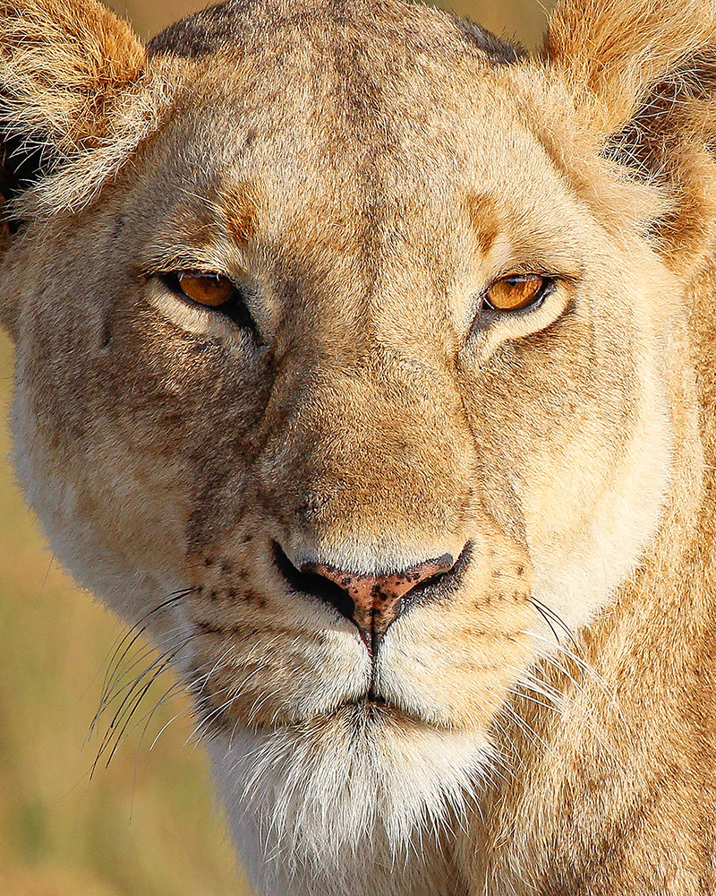 Lioness, Masai Mara