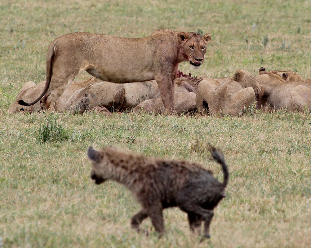 Lioness stares down a hyena