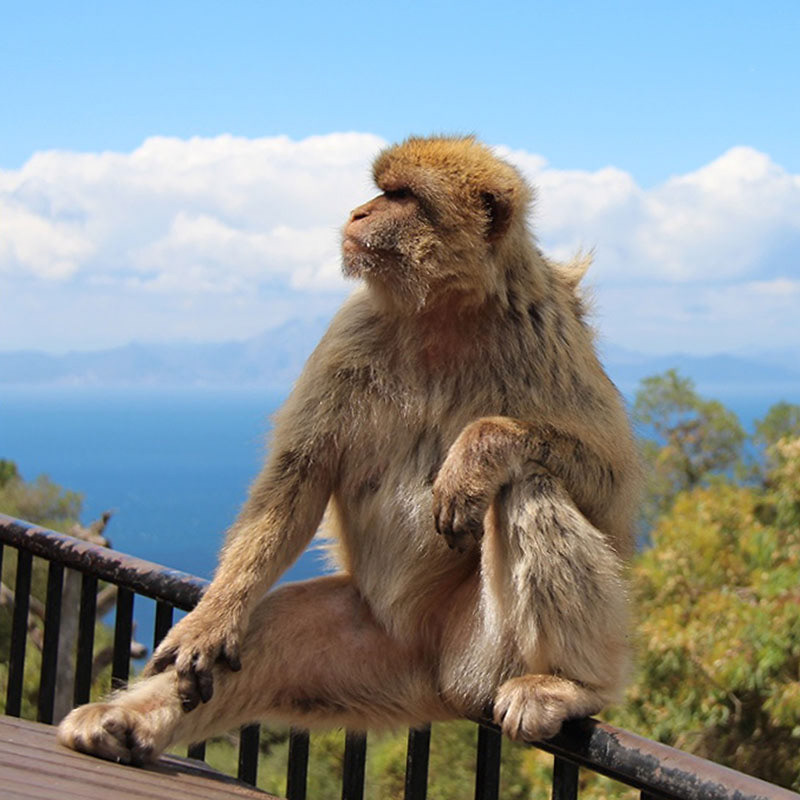 Barbary Macaque, Gibraltar