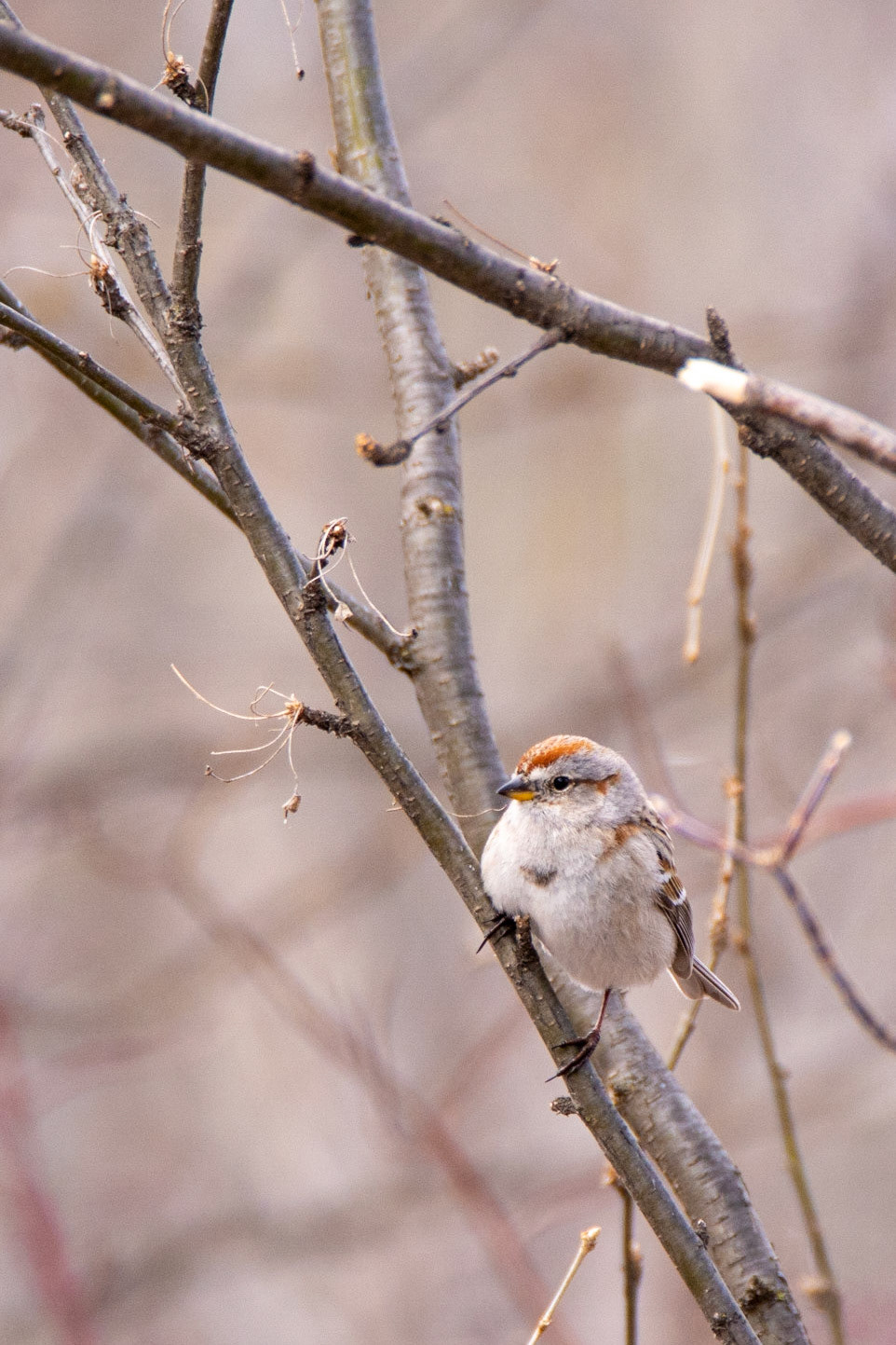 American Tree Sparrow, Hawrelak Park, Edmonton
