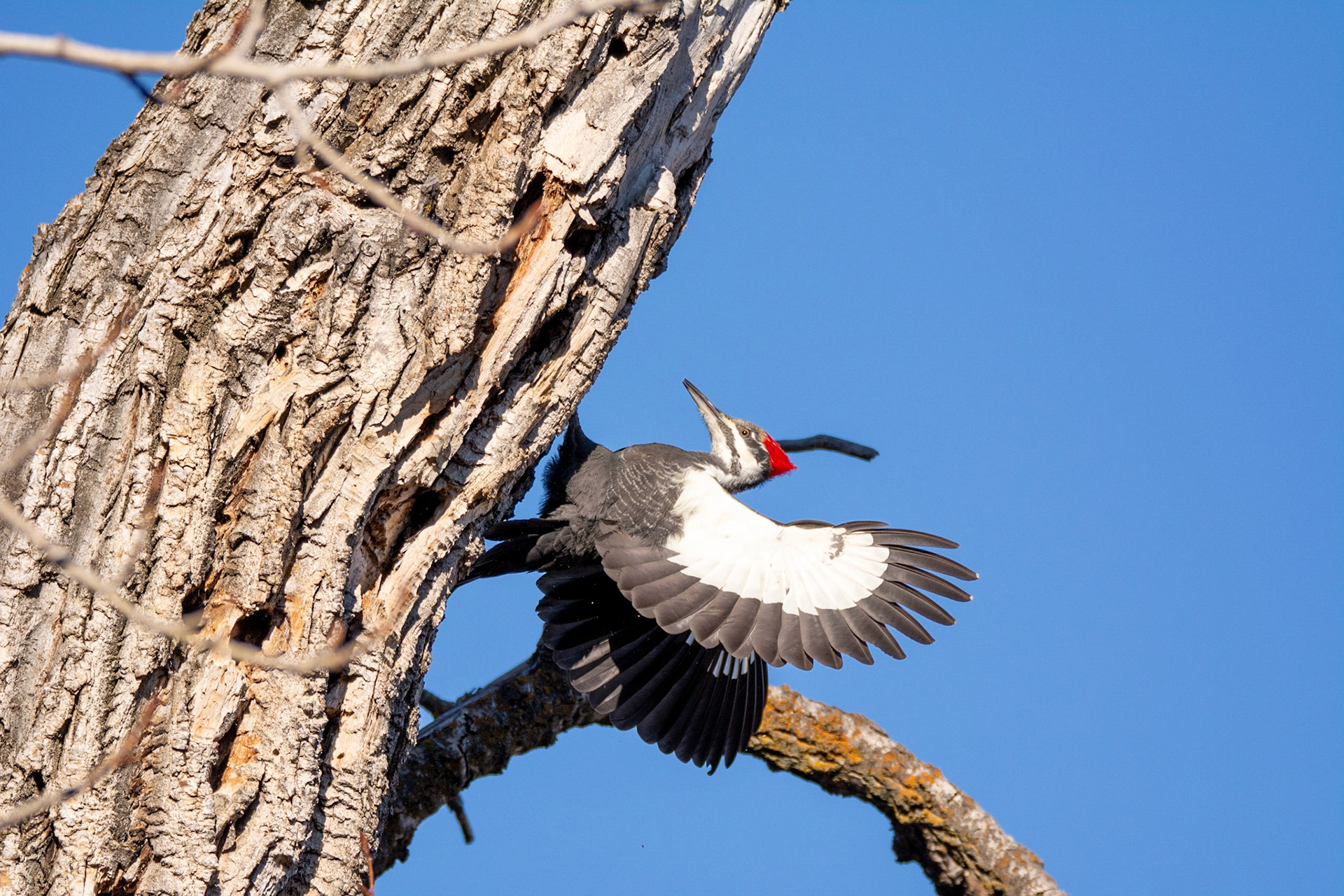 Pileated Woodpecker,  female