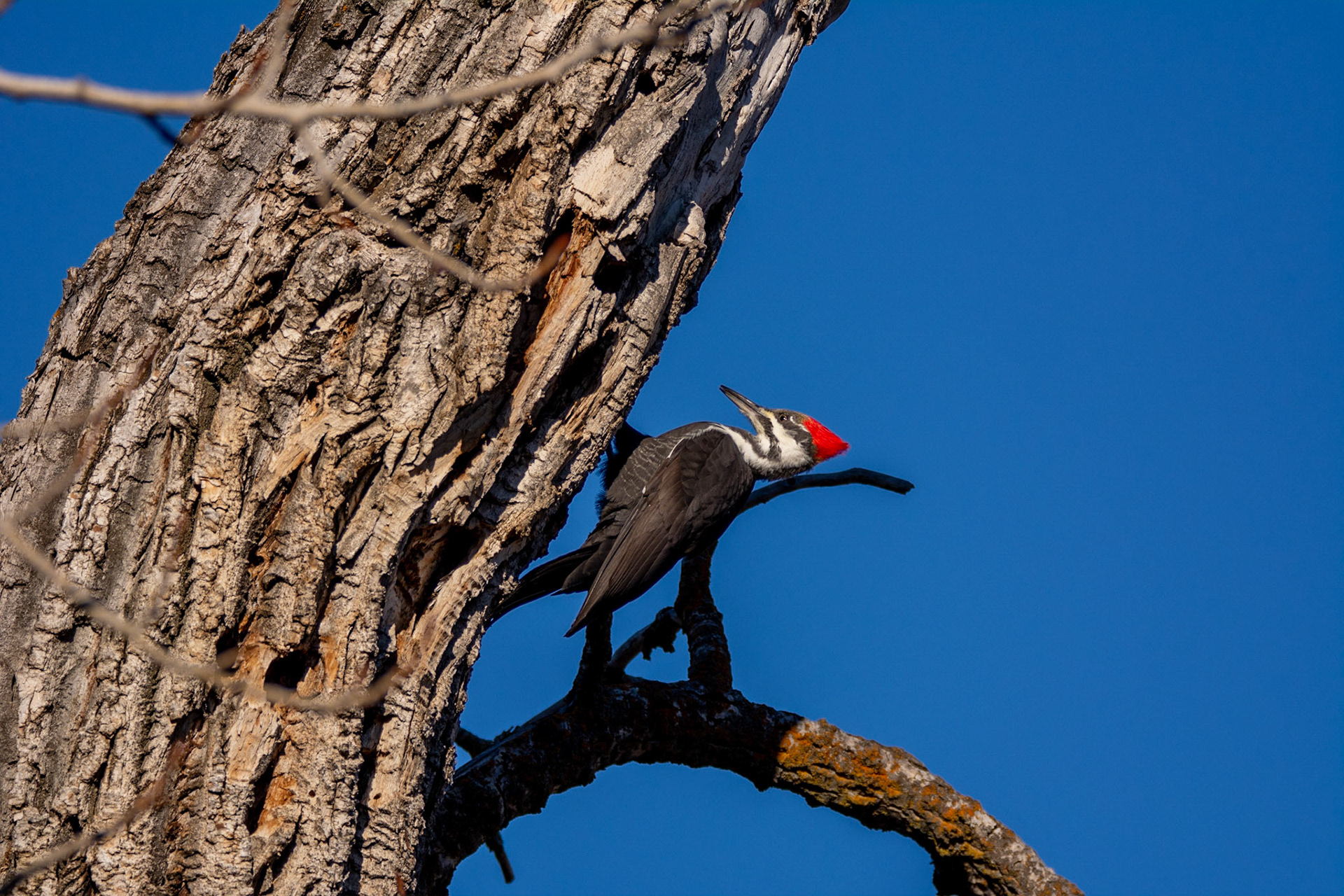 Pileated Woodpecker,  female