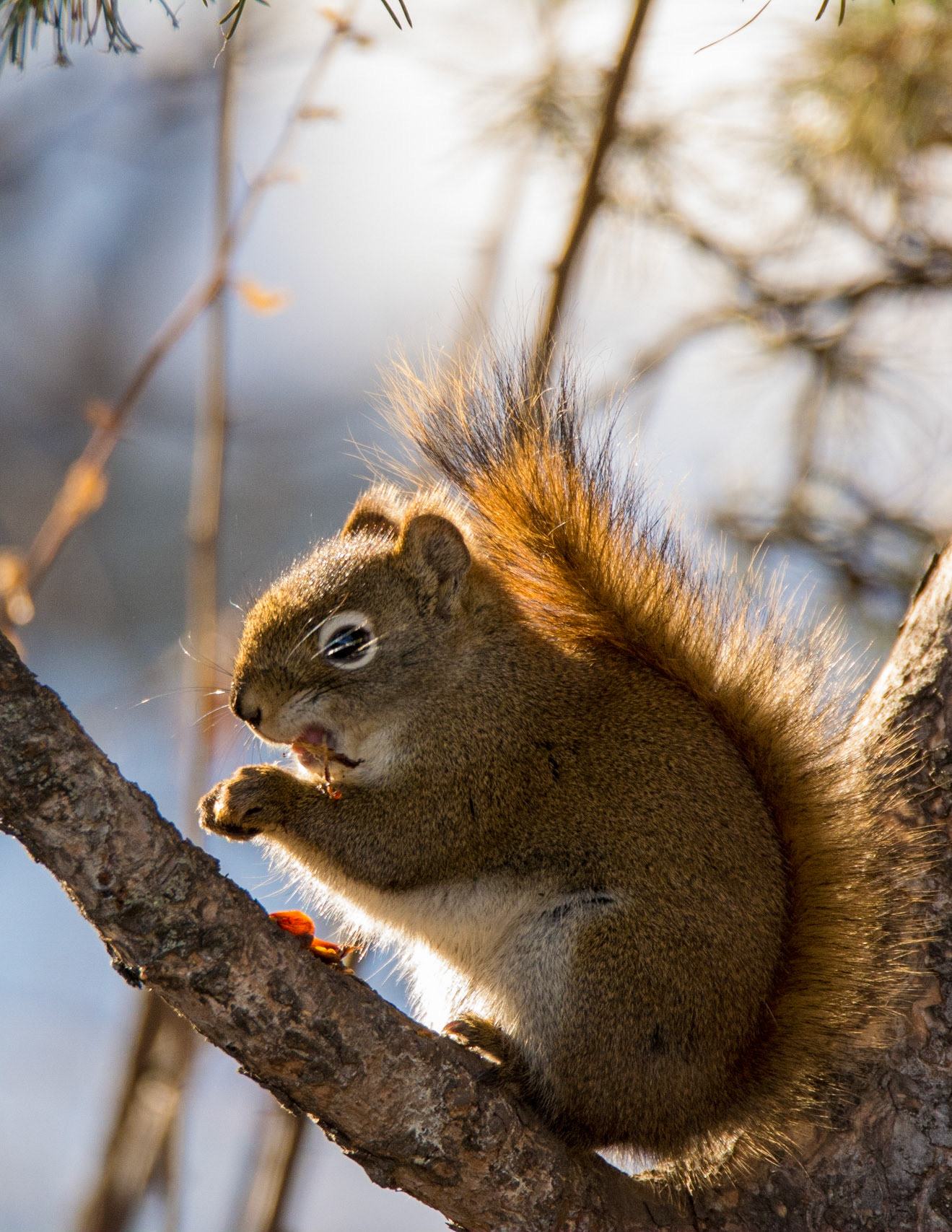 Red Squirrel, Hawrelak Park, Edmonton