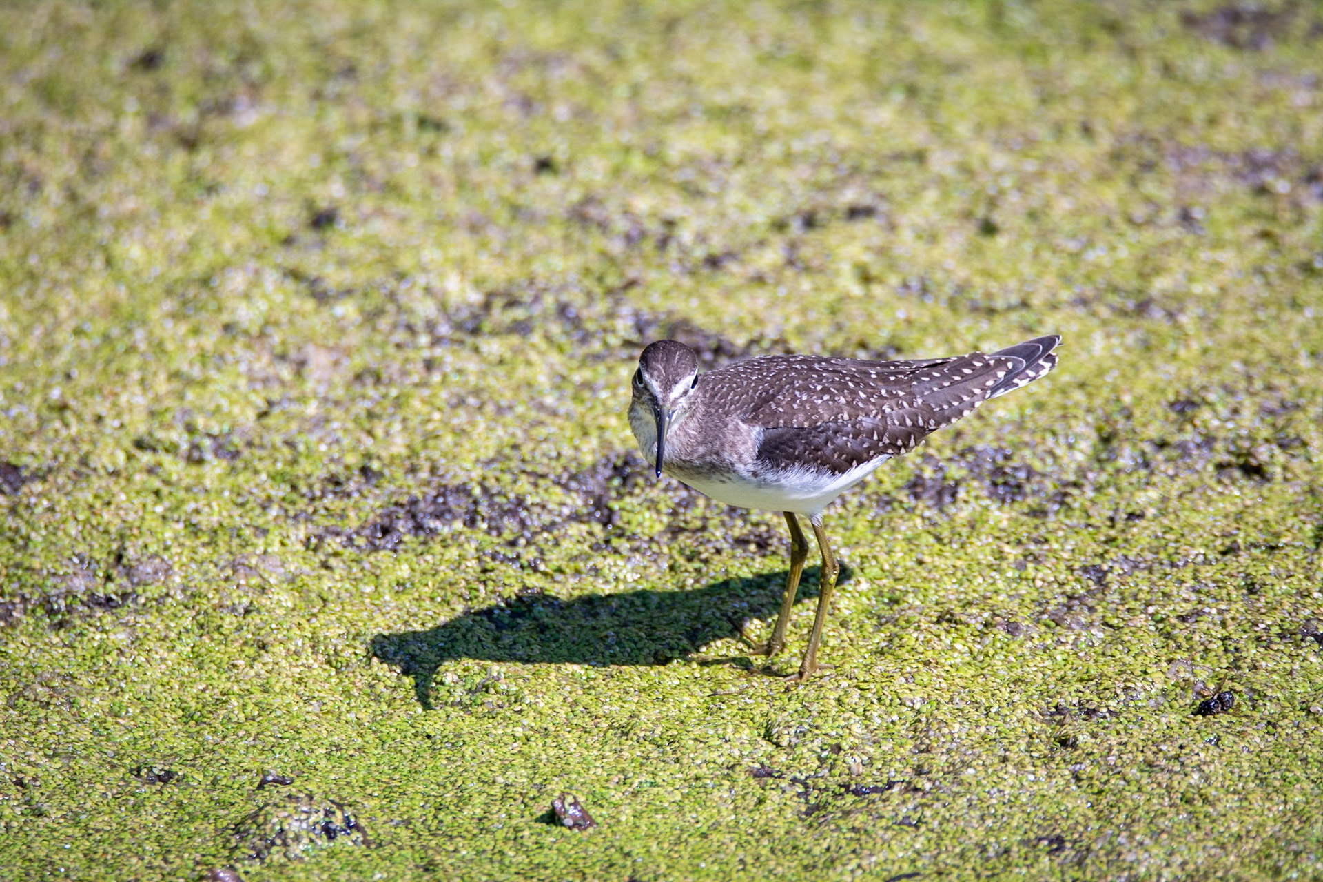 Solitary Sandpiper, juvenile