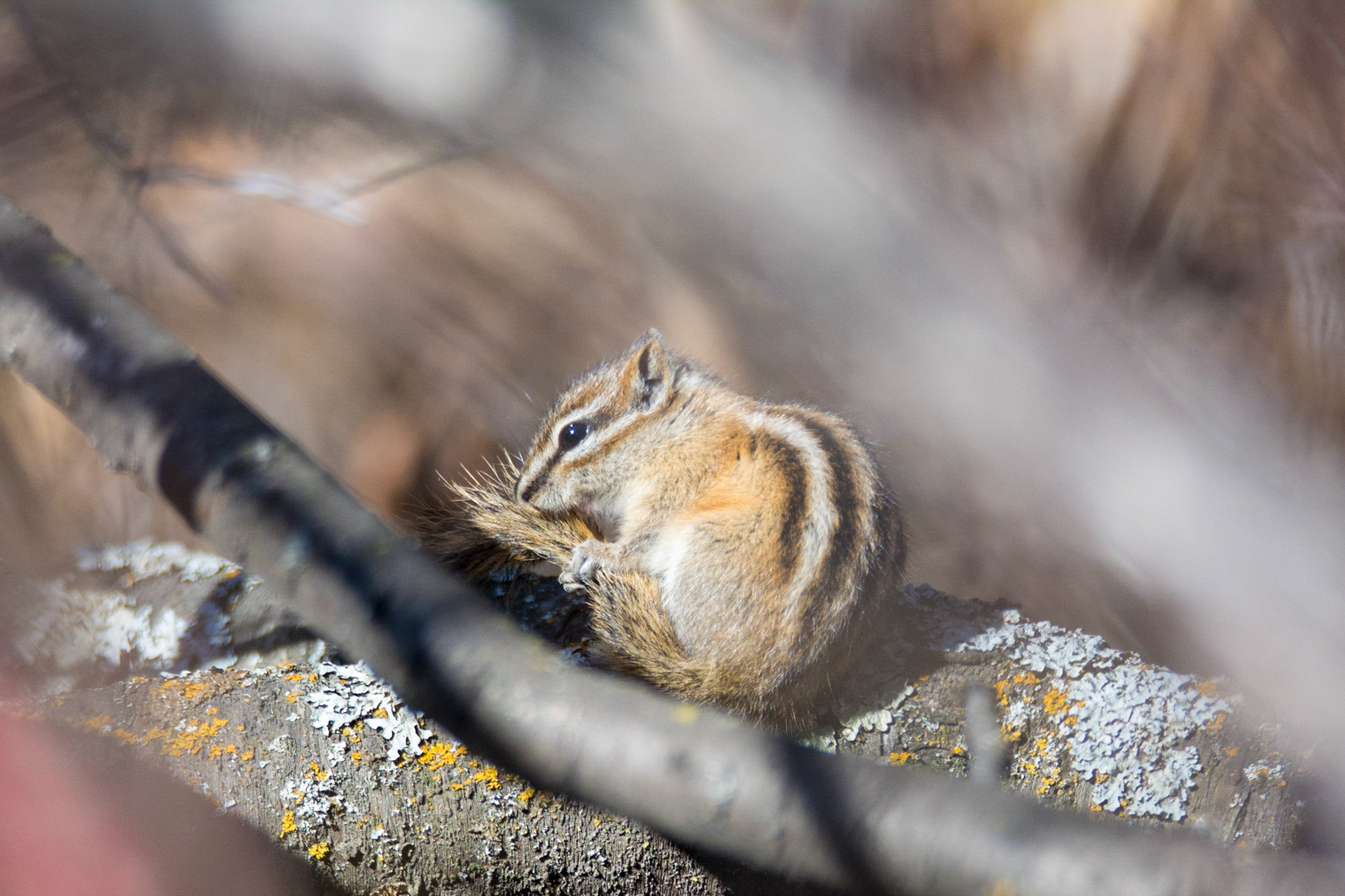 Least Chipmunk, Hawrelak Park, Edmonton
