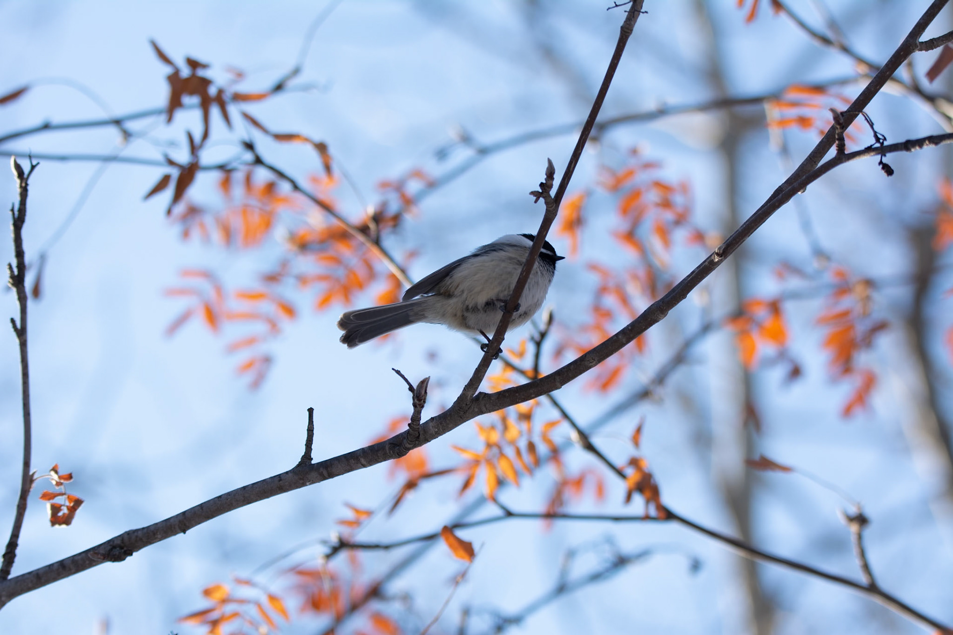 Black-capped Chickadee, Hawrelak Park, Edmonton