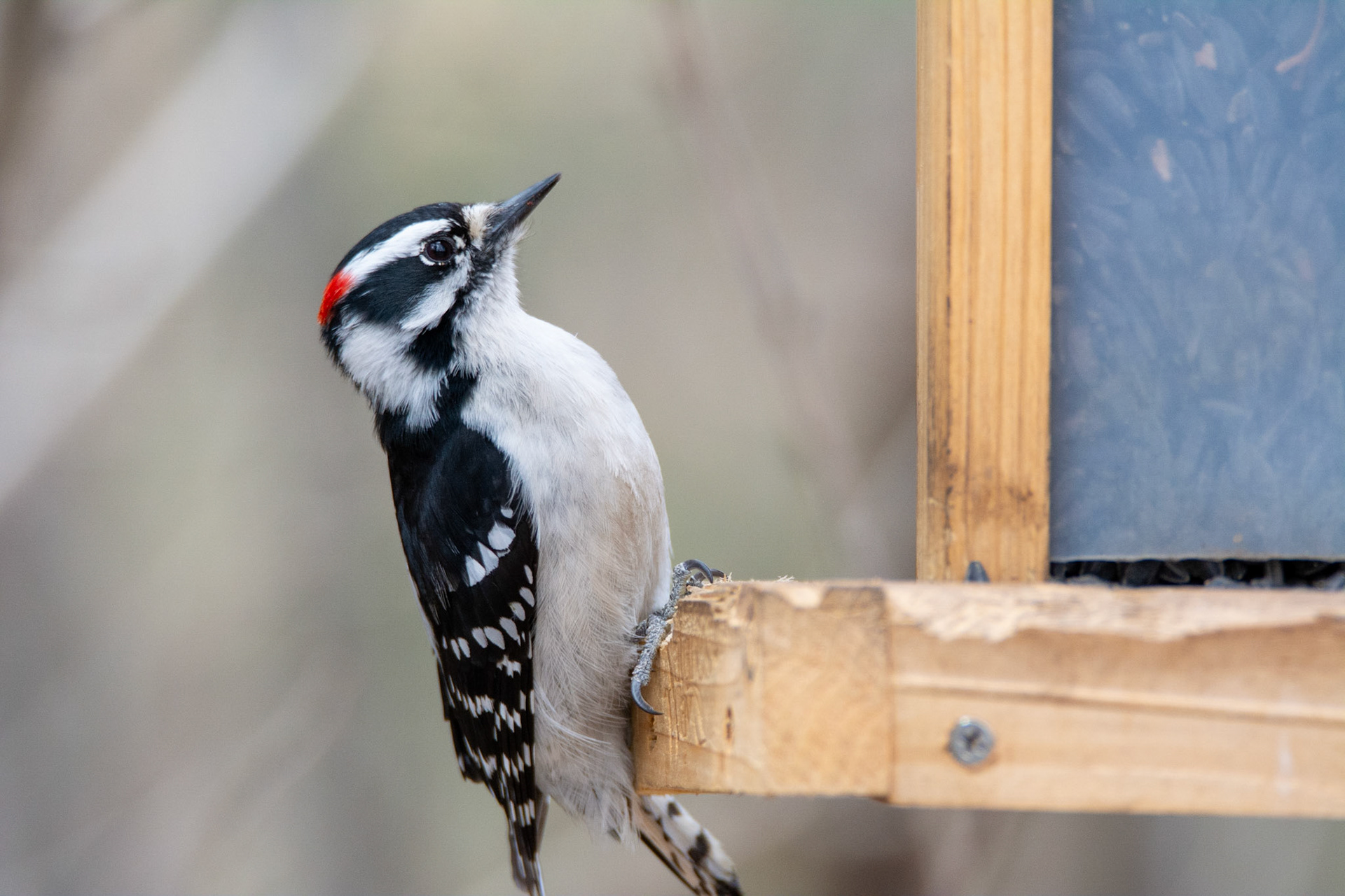 Downy Woodpecker, male, Hawrelak Park, Edmonton
