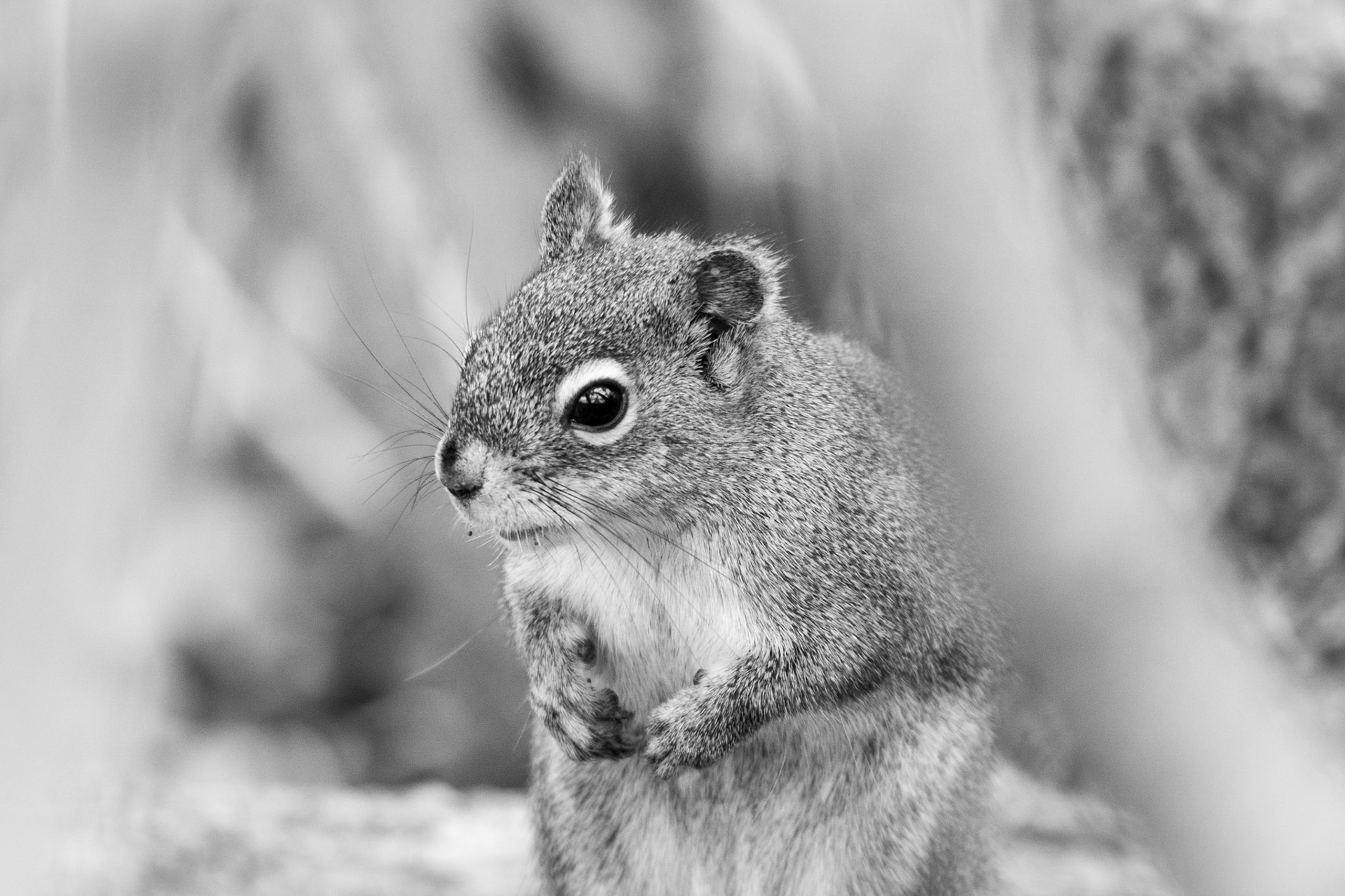 Red Squirrel, Hawrelak Park, Edmonton