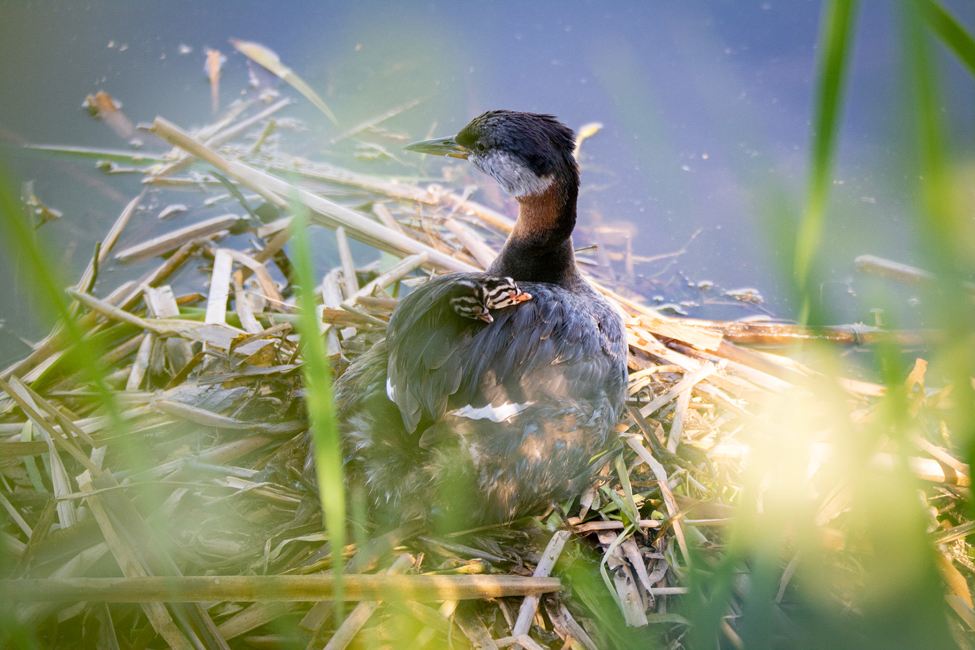 Red-Necked Grebe and Grebettes (Baby Grebes)