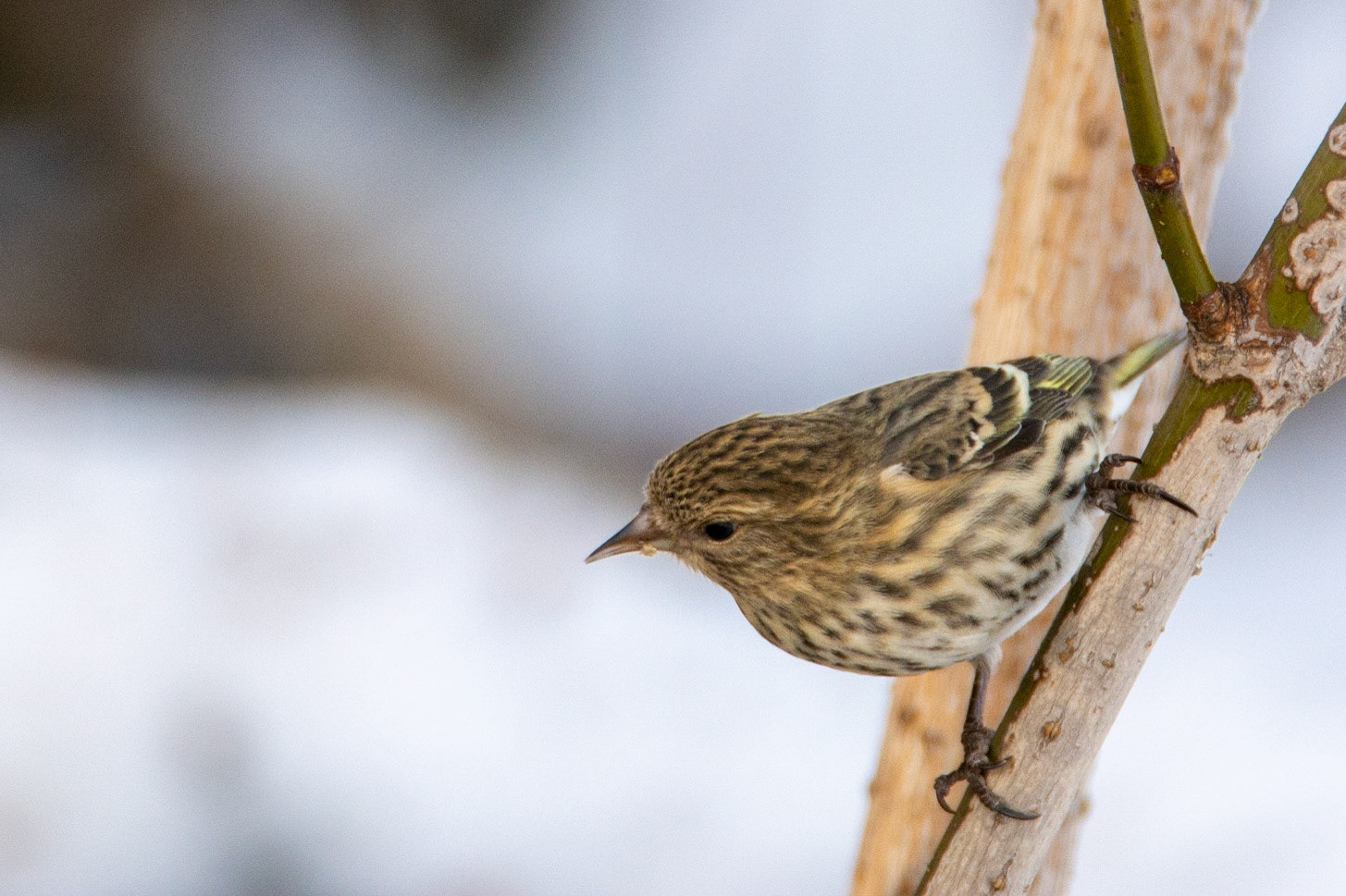 Pine Siskin, Hawrelak Park, Edmonton