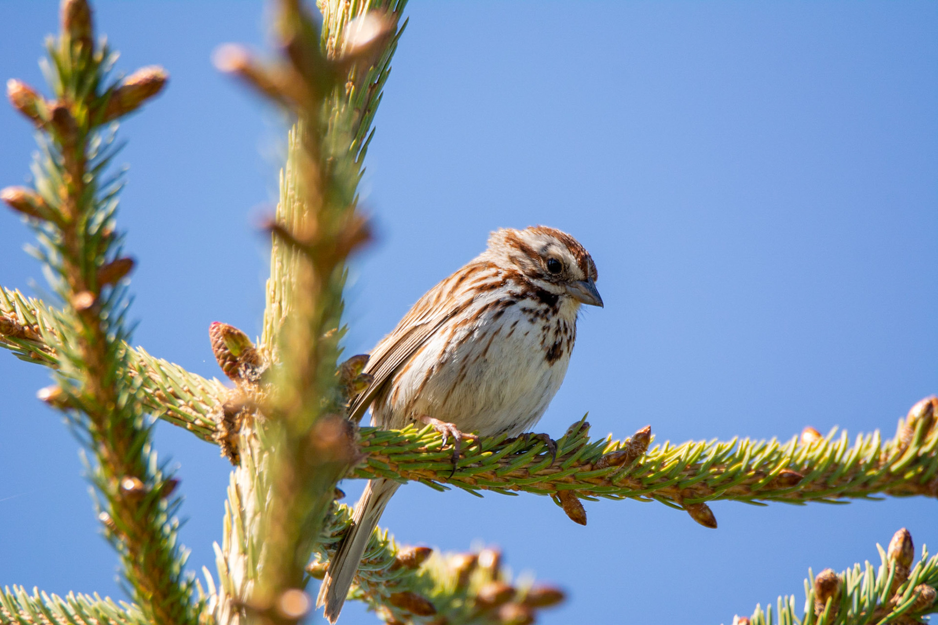 Song Sparrow