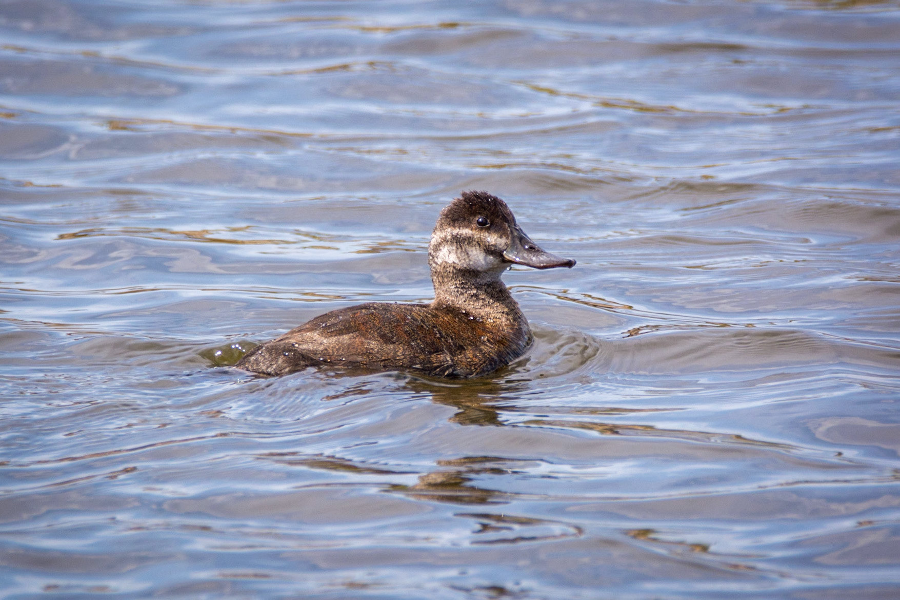 Ruddy Duck, Sherwood Park, May 22, 2022