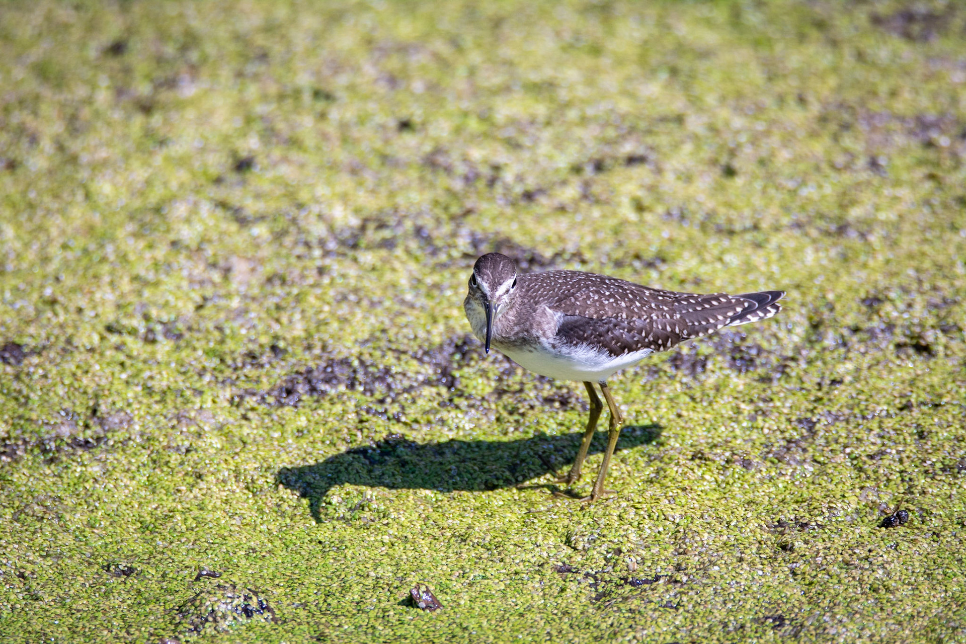Solitary Sandpiper, juvenile