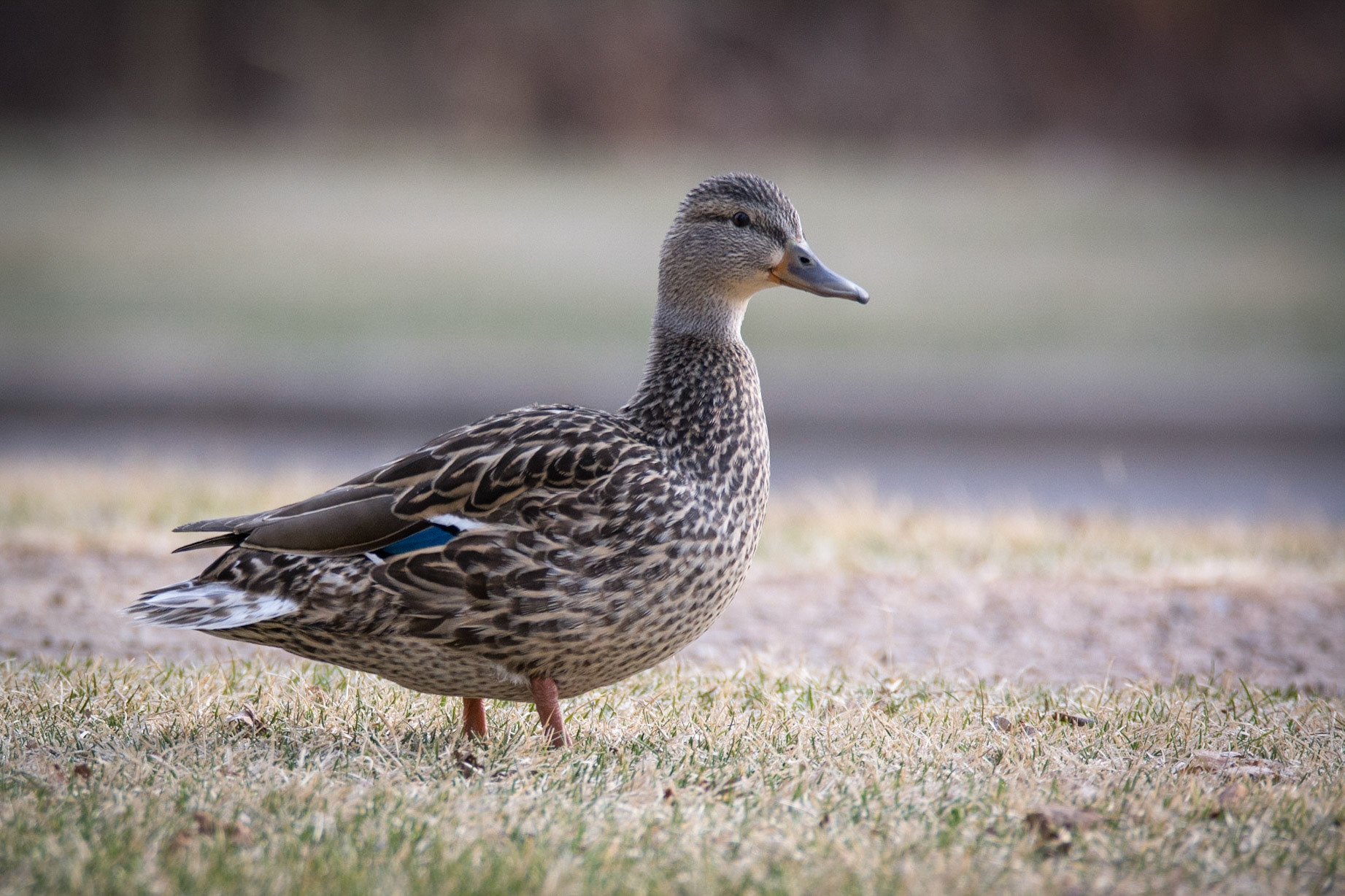 Mallard Duck, Hawrylak Park, Edmonton