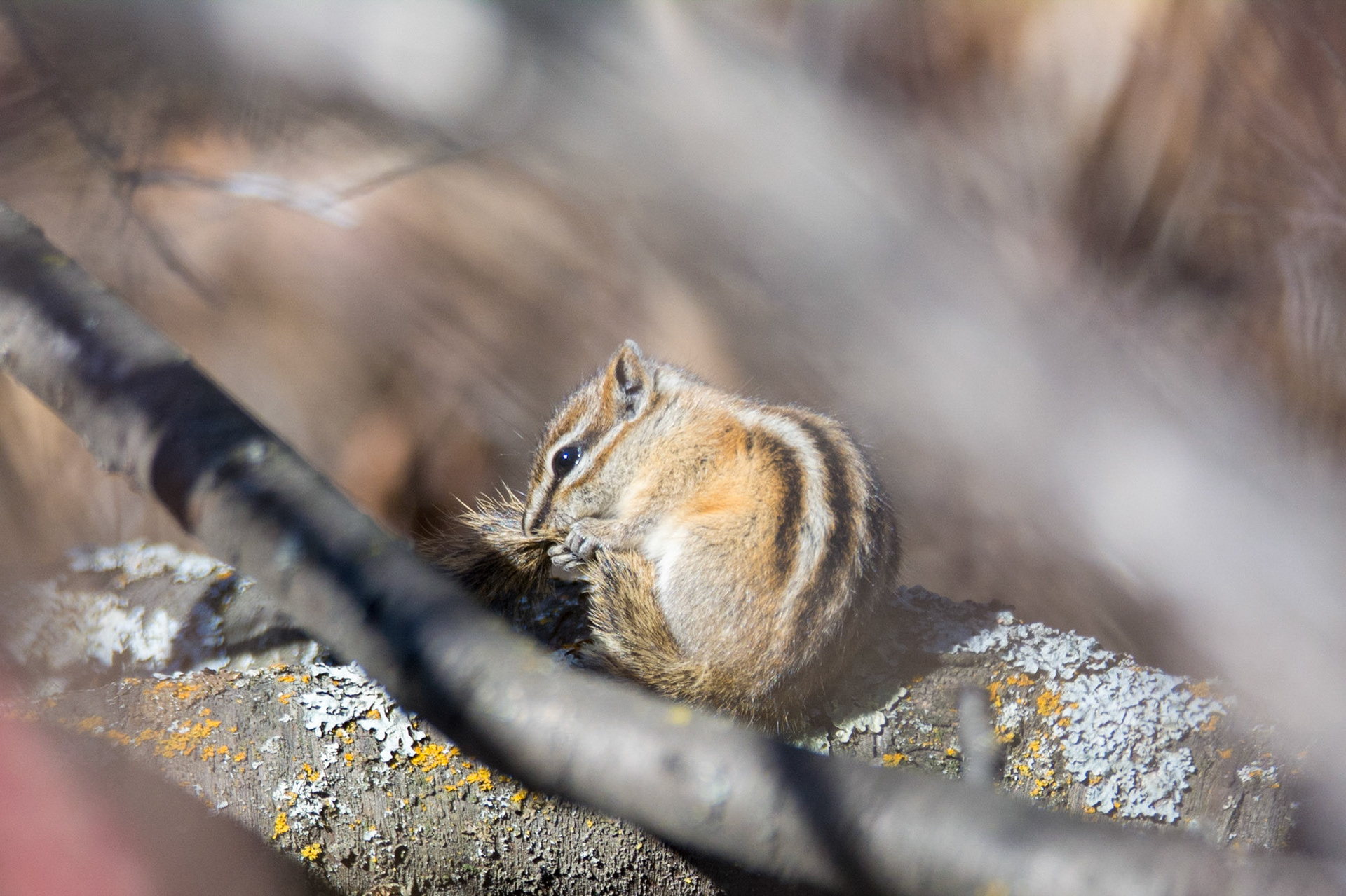 Least Chipmunk, Hawrelak Park, Edmonton