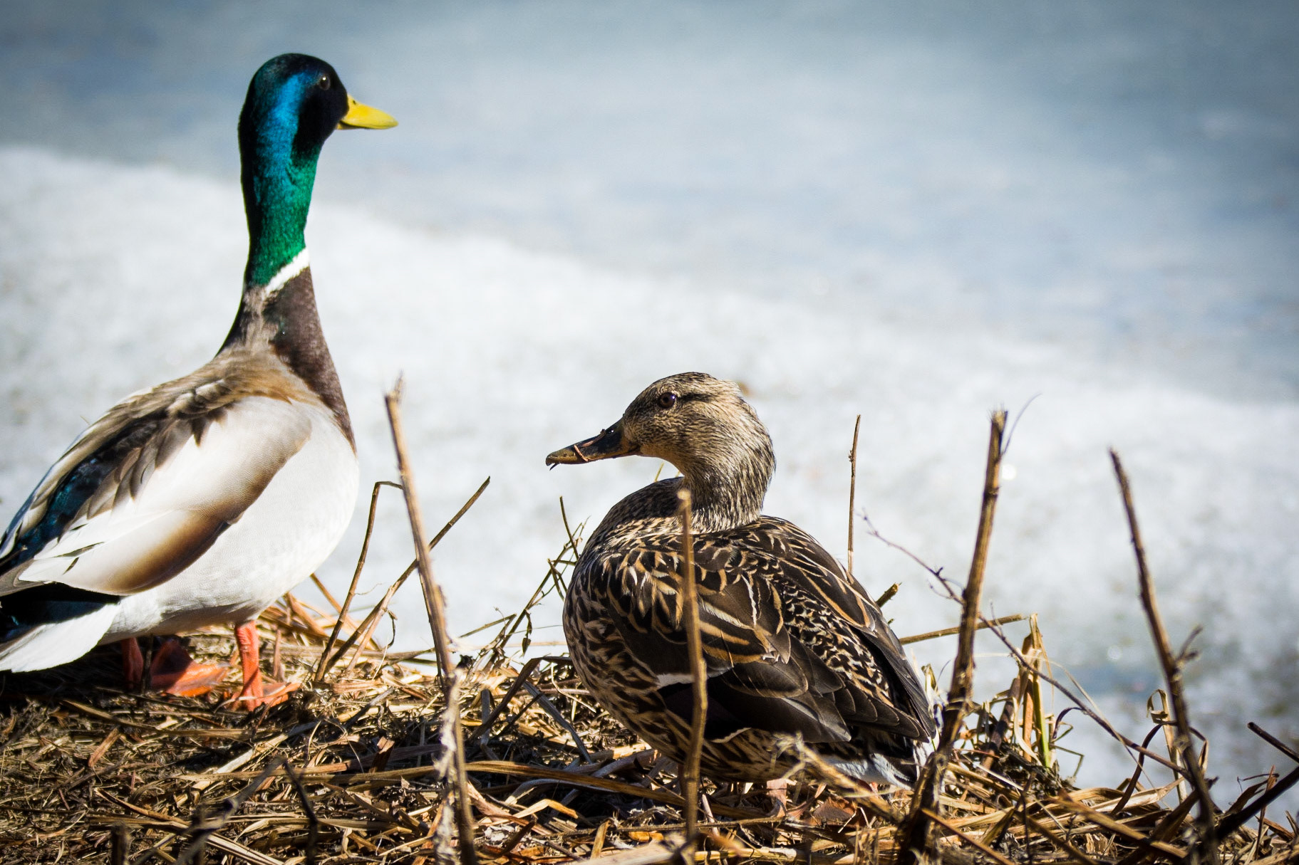 Mallard Duck, Hawrelak Park, Edmonton