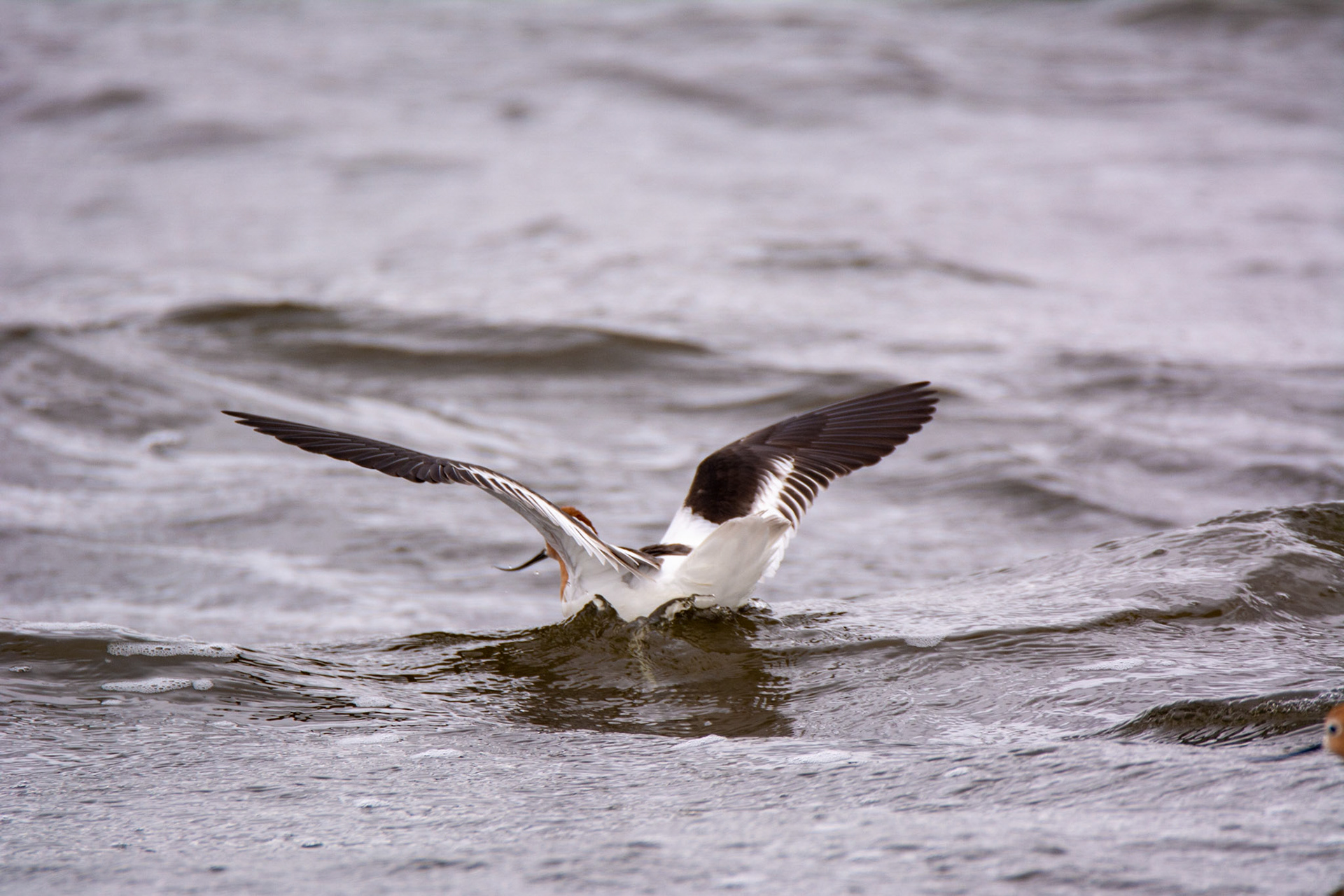 American Avocet, Astotin Lake, Elk Island National Park