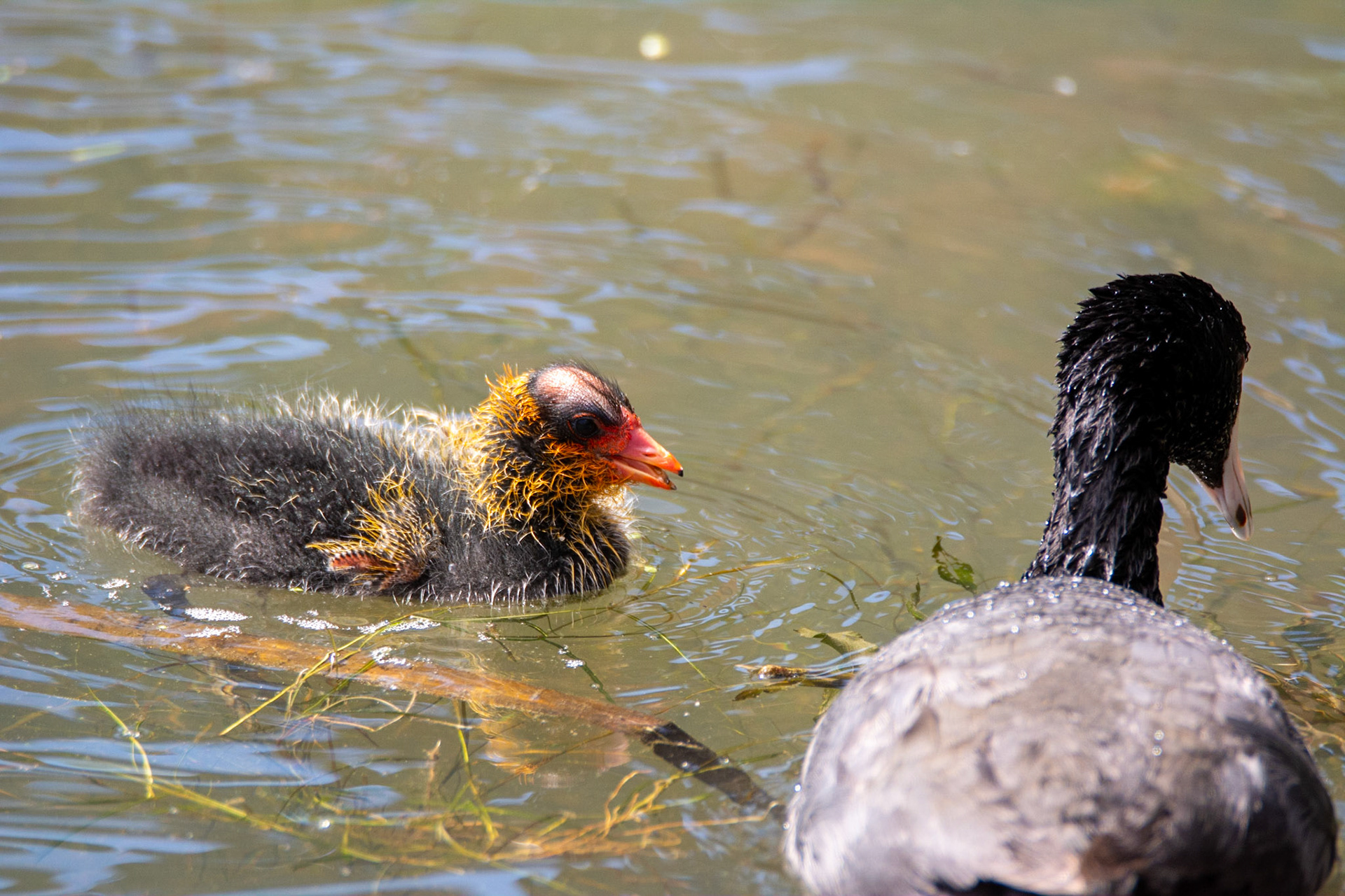 American Coot and Cootling