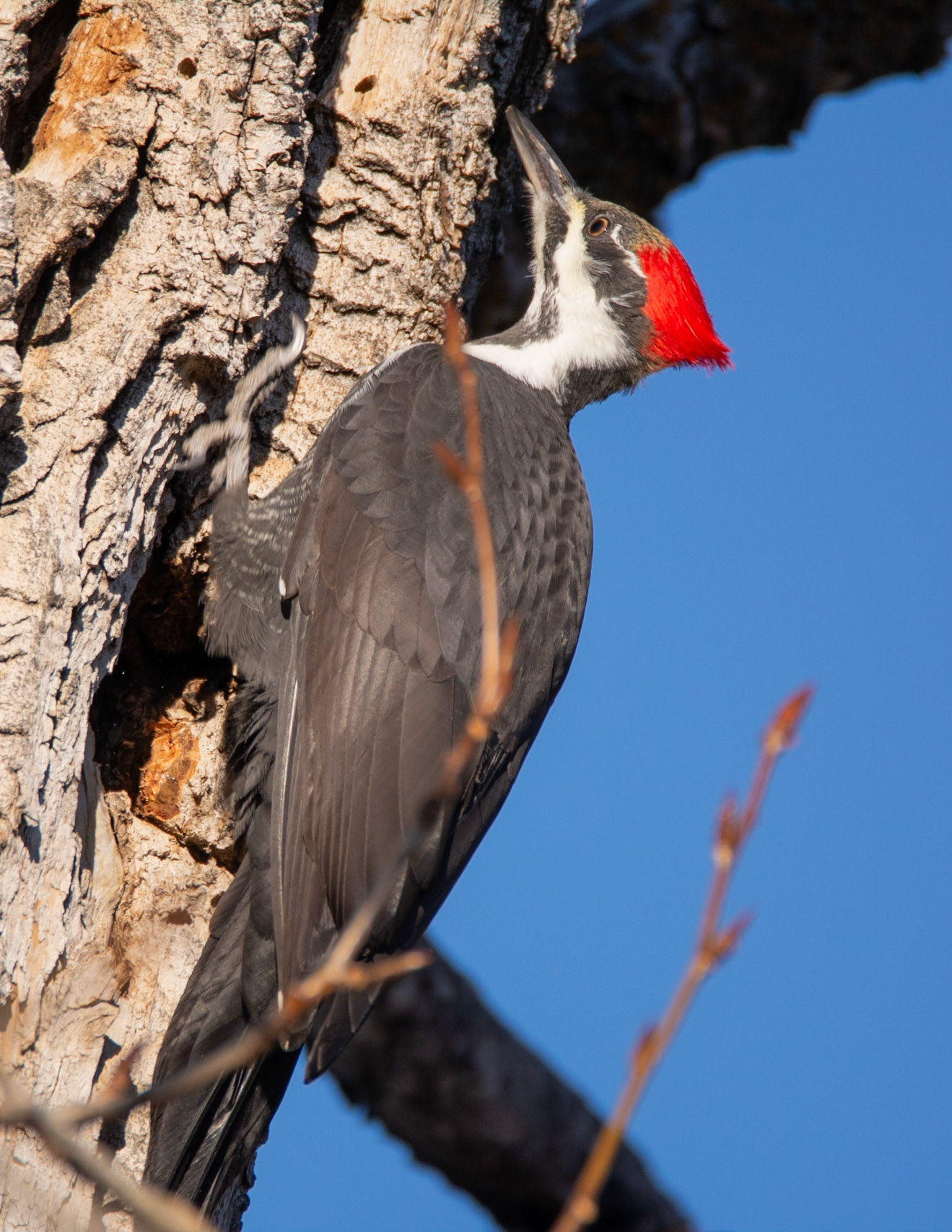 Pileated Woodpecker,  female