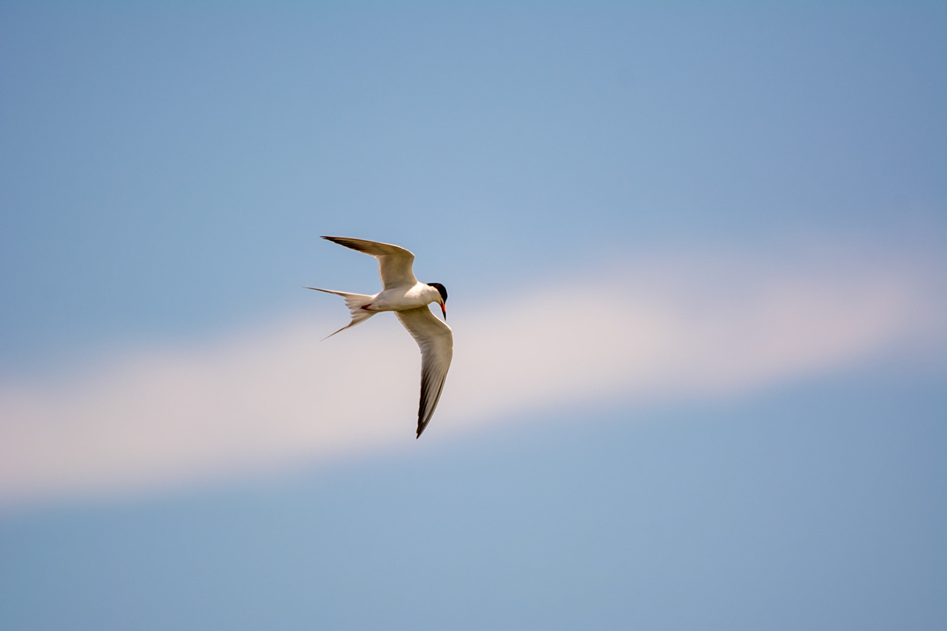 Common Tern