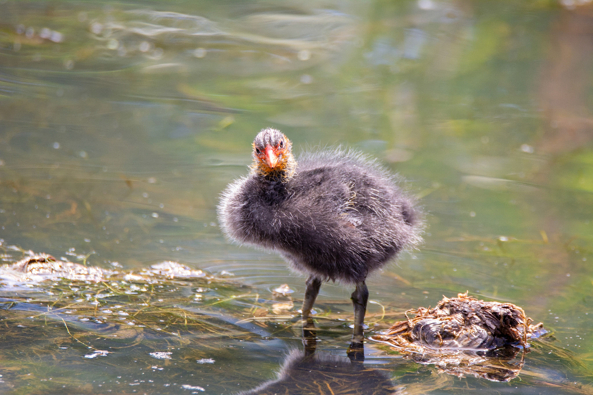 American Cootling (baby coot)