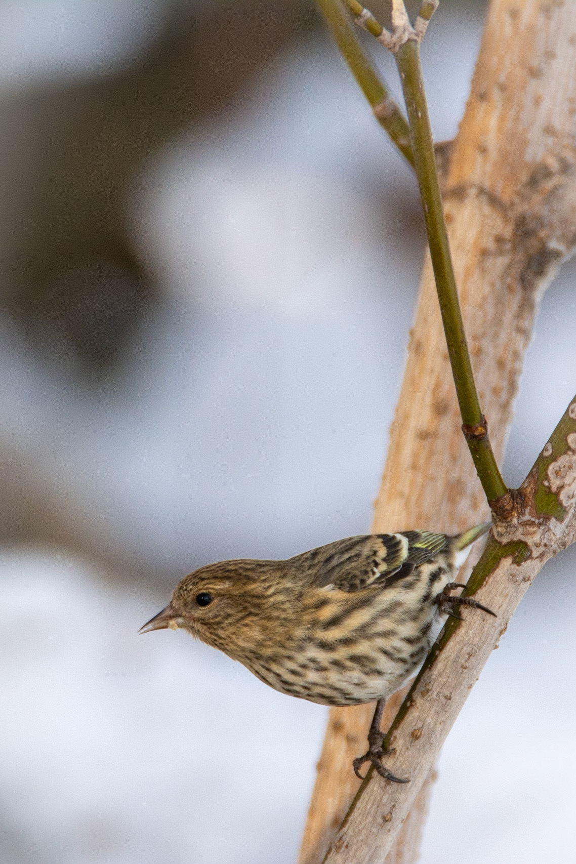 Pine Siskin, Hawrelak Park, Edmonton