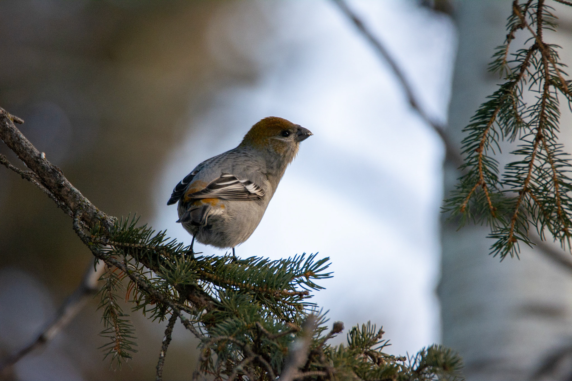 Pine Grosbeak, female