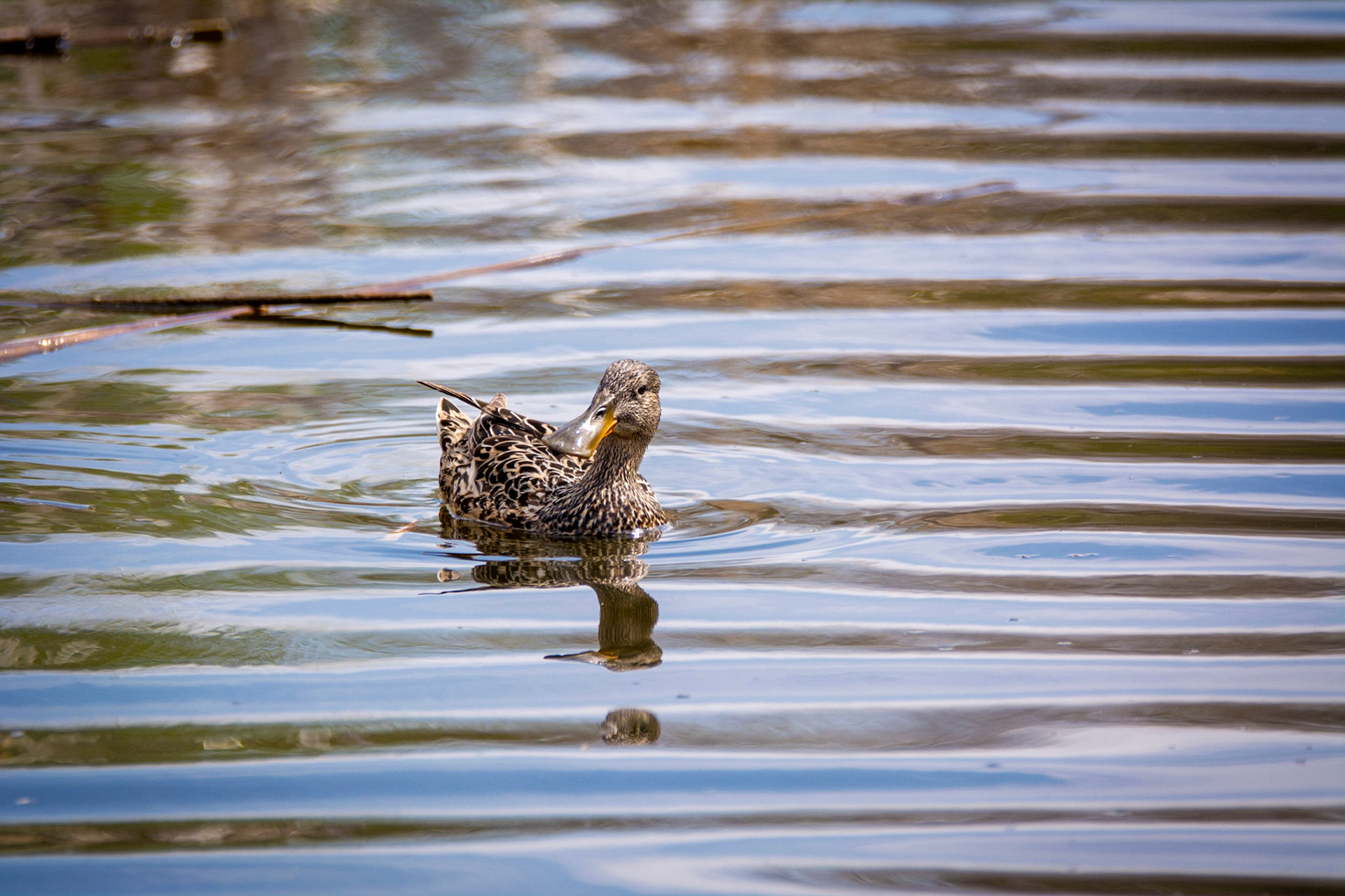 Northern Shoveler, Sherwood Park, May 22, 2022