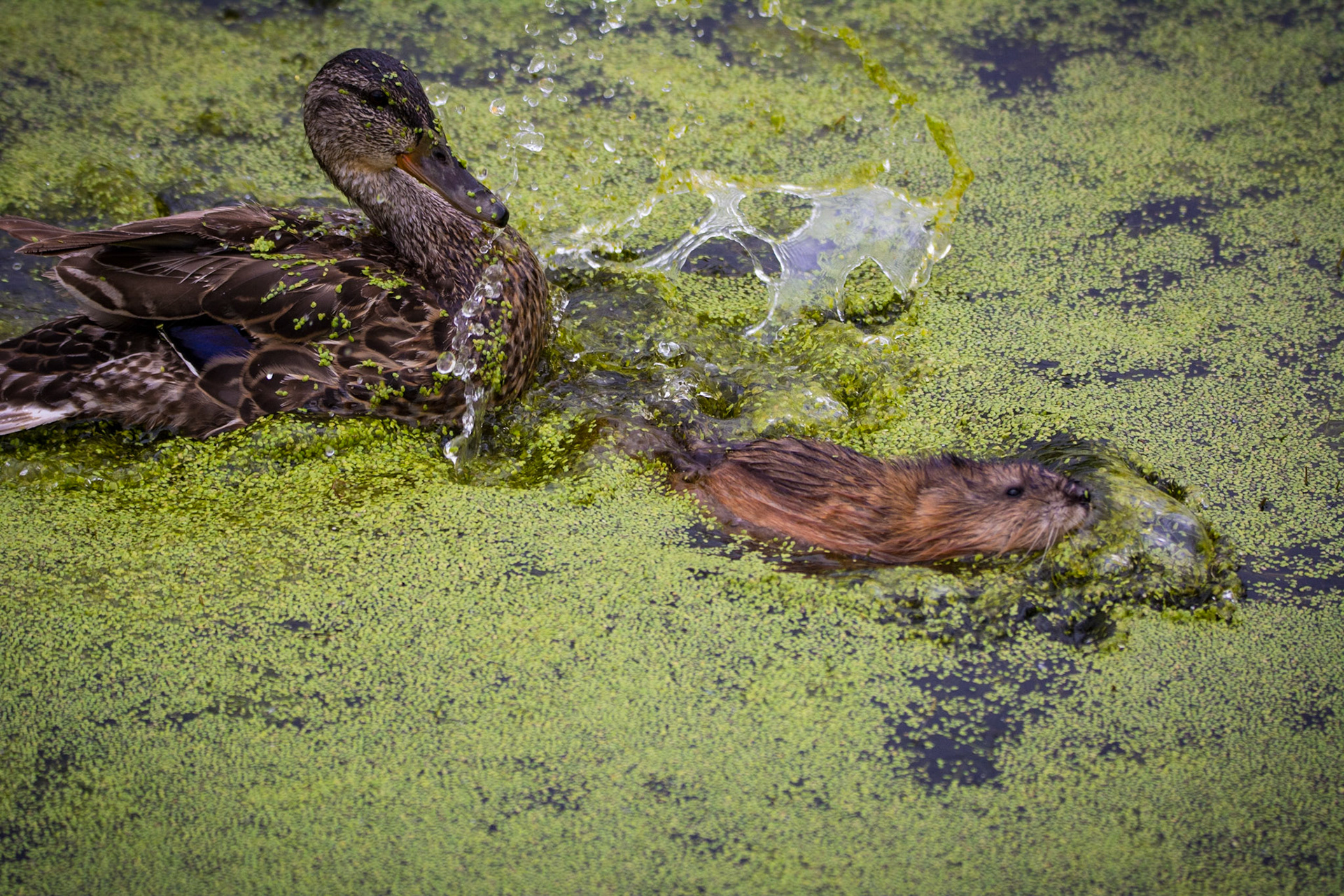 Female Mallard chasing off juvenile Muskrat