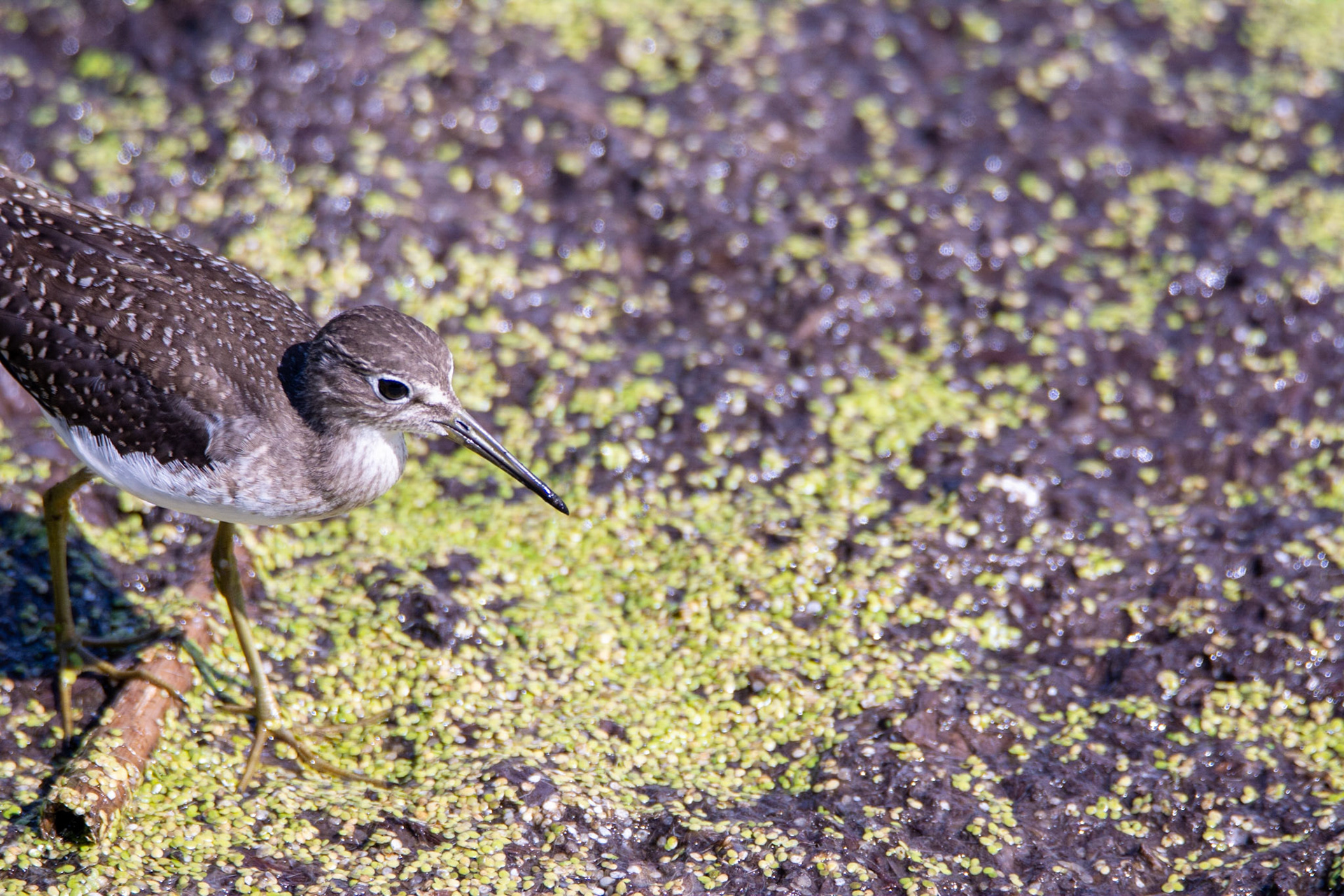 Solitary Sandpiper, juvenile