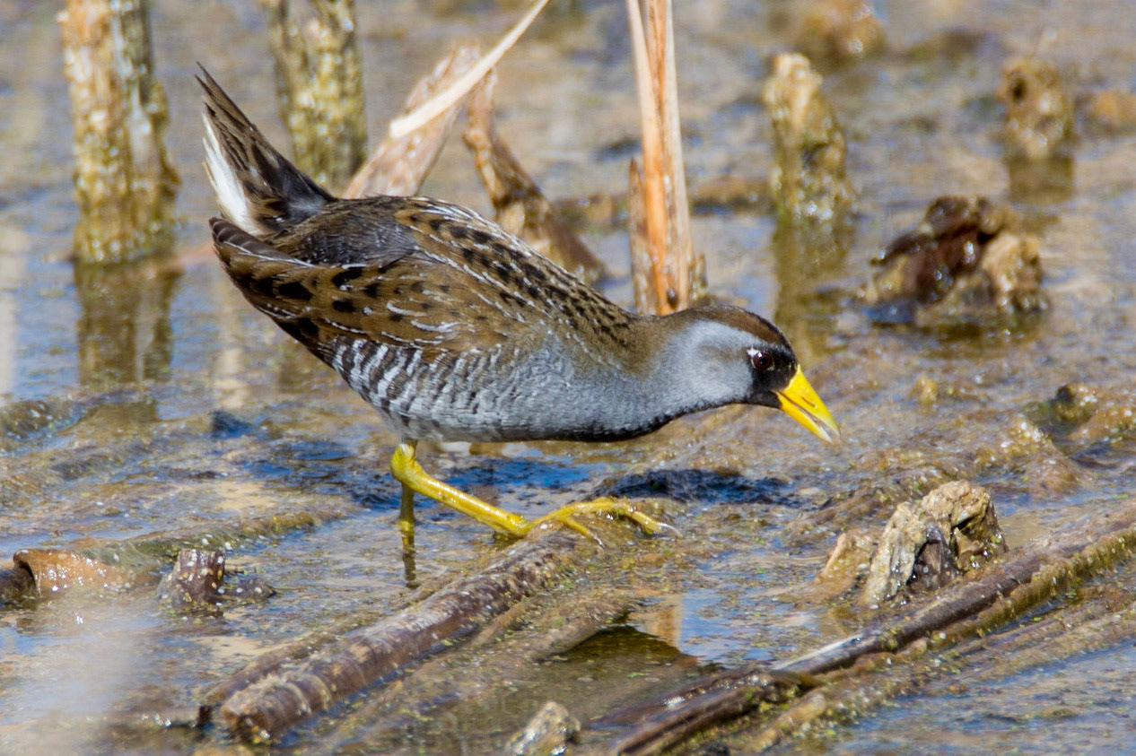 Sora, Adult