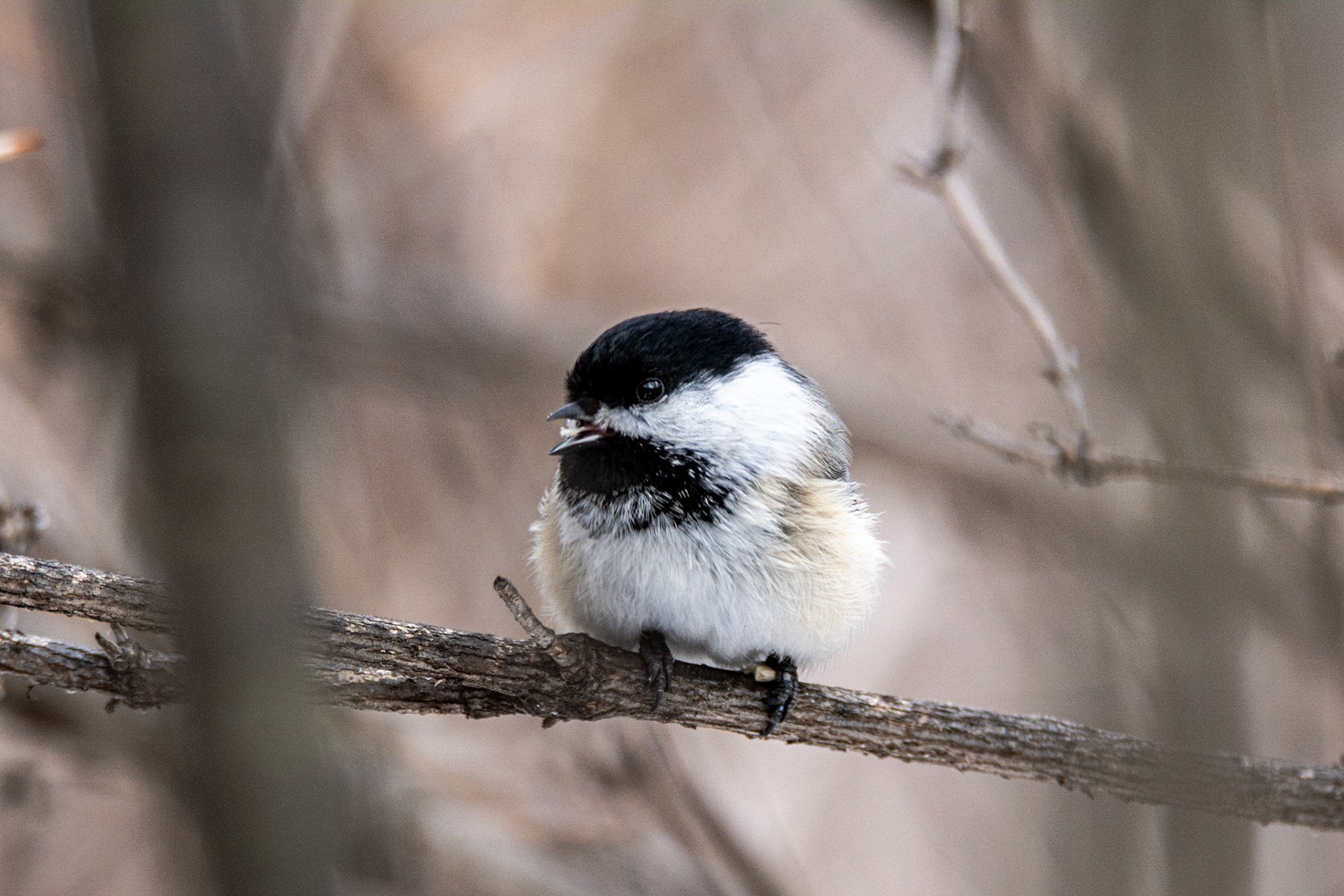 Black-capped Chickadee, Hawrelak Park, Edmonton