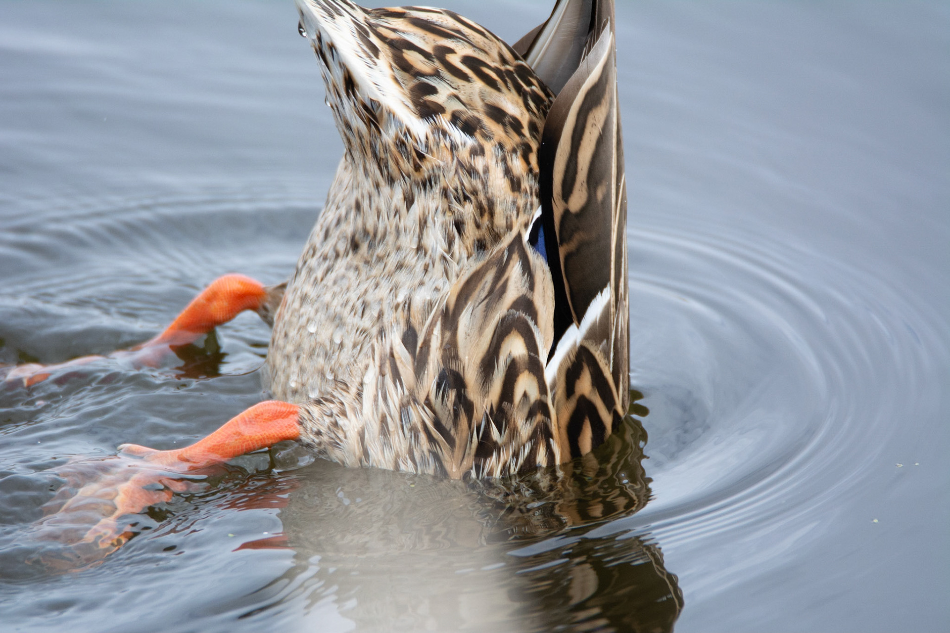 Mallard Duck, John E. Poole Boardwalk, Lois Hole Provincial Park, Alberta