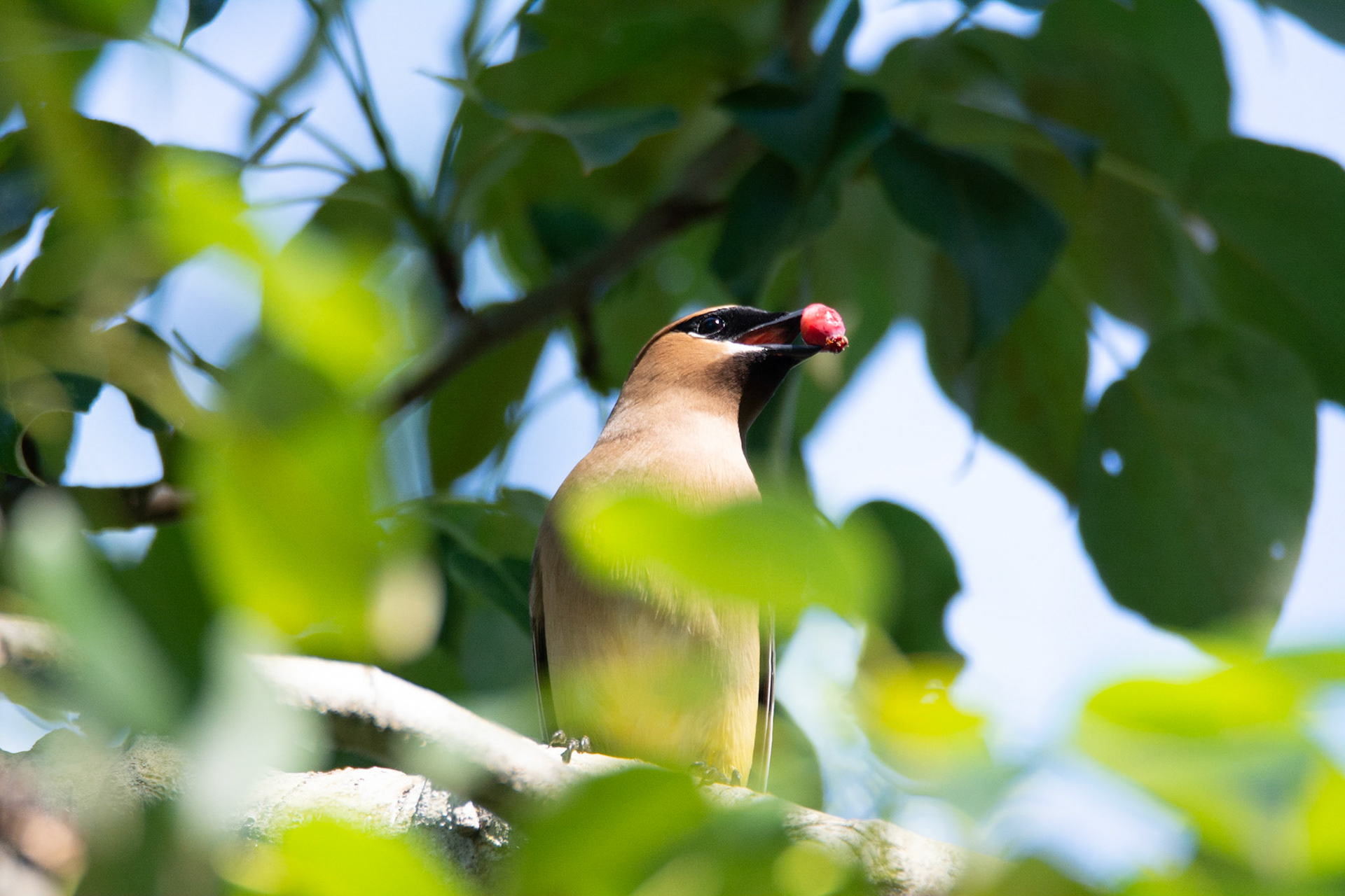 Cedar Waxwing