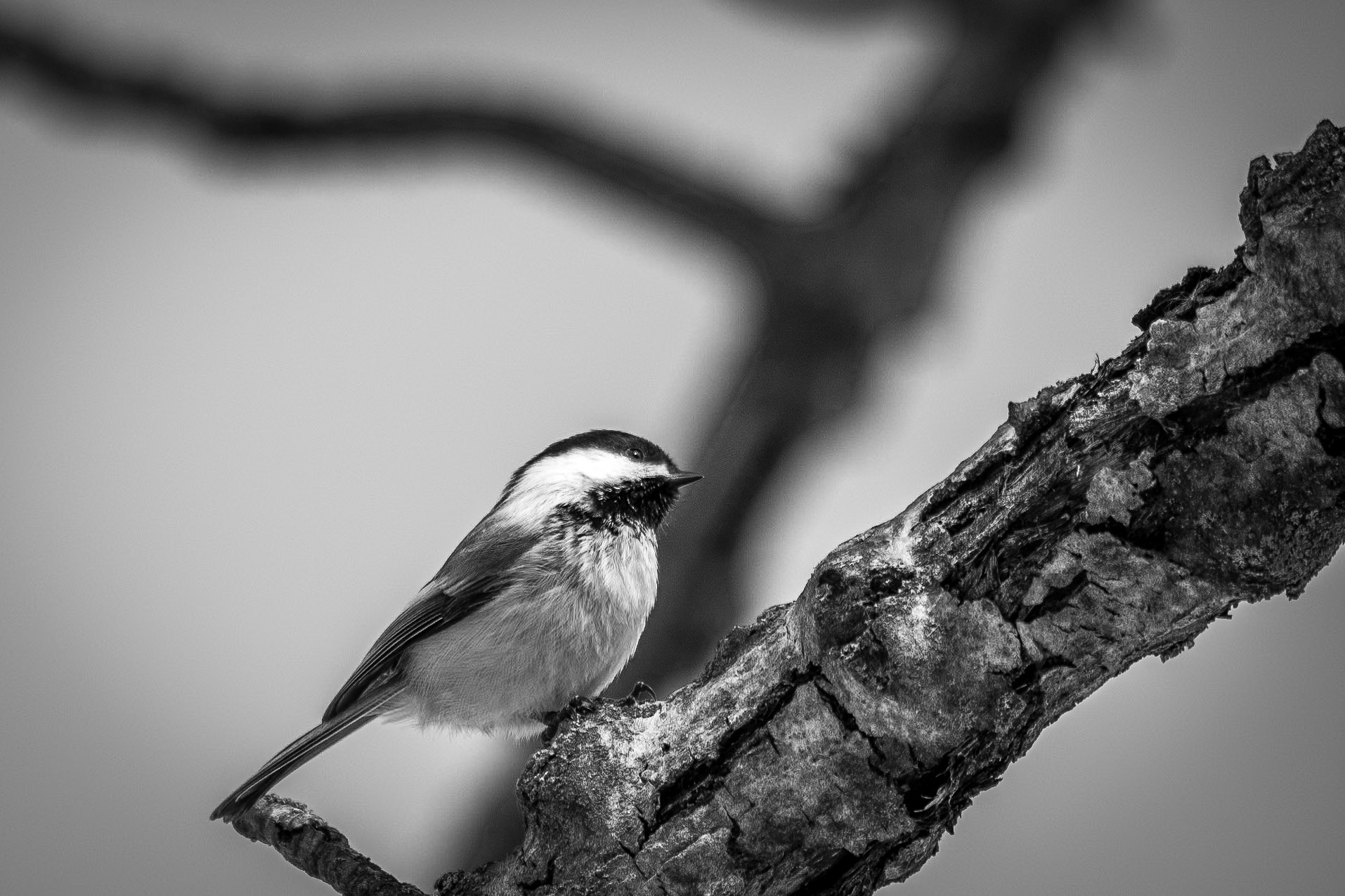Black-capped Chickadee, Hawrelak Park, Edmonton