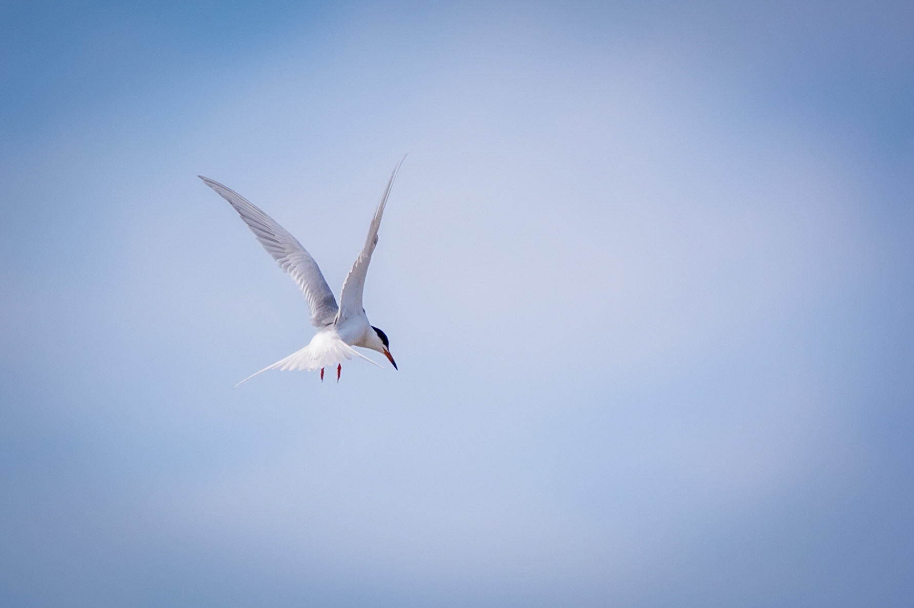 Forester's Tern, Sherwood Park, May 22, 2022