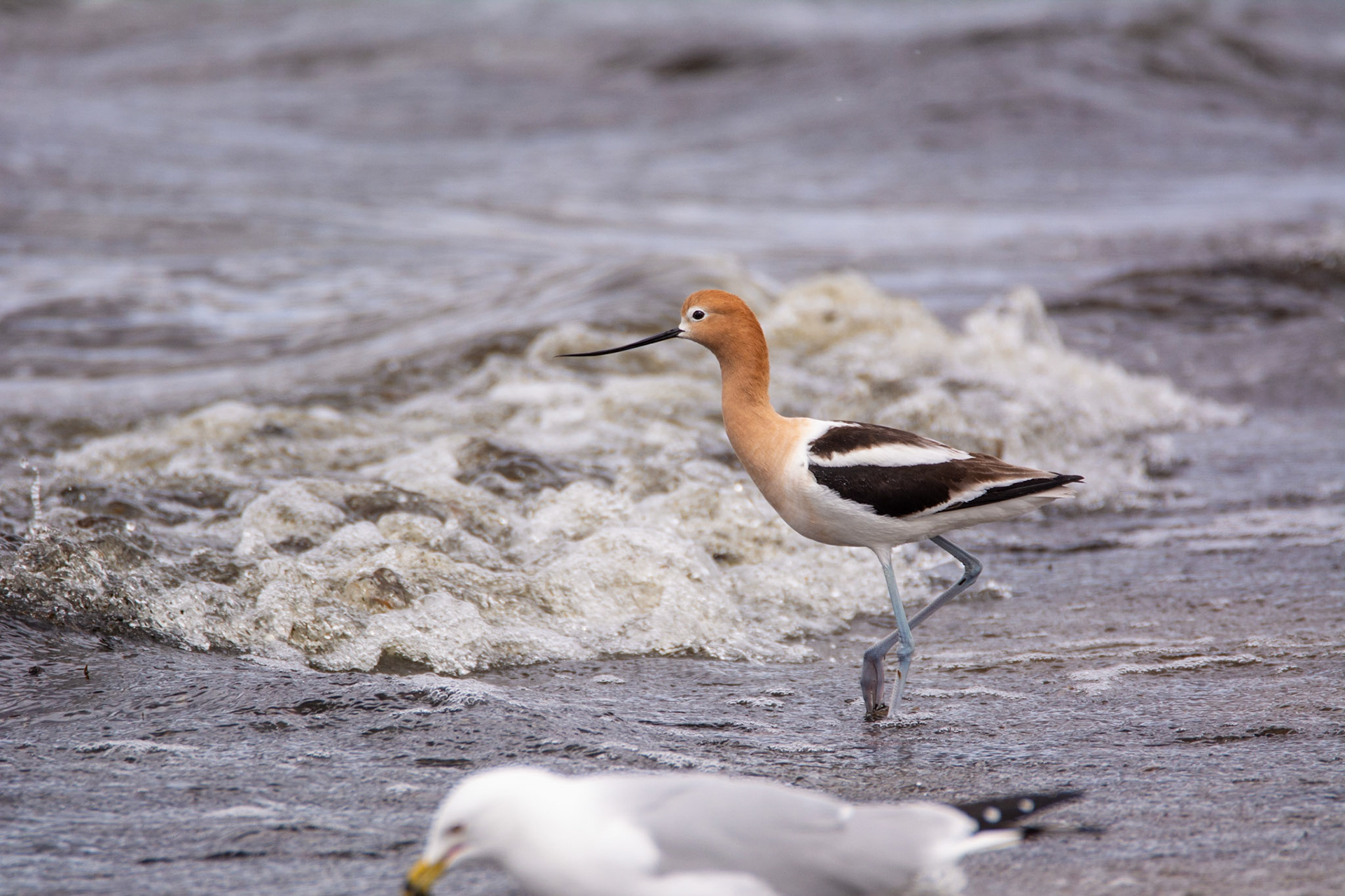 American Avocet, Astotin Lake, Elk Island National Park