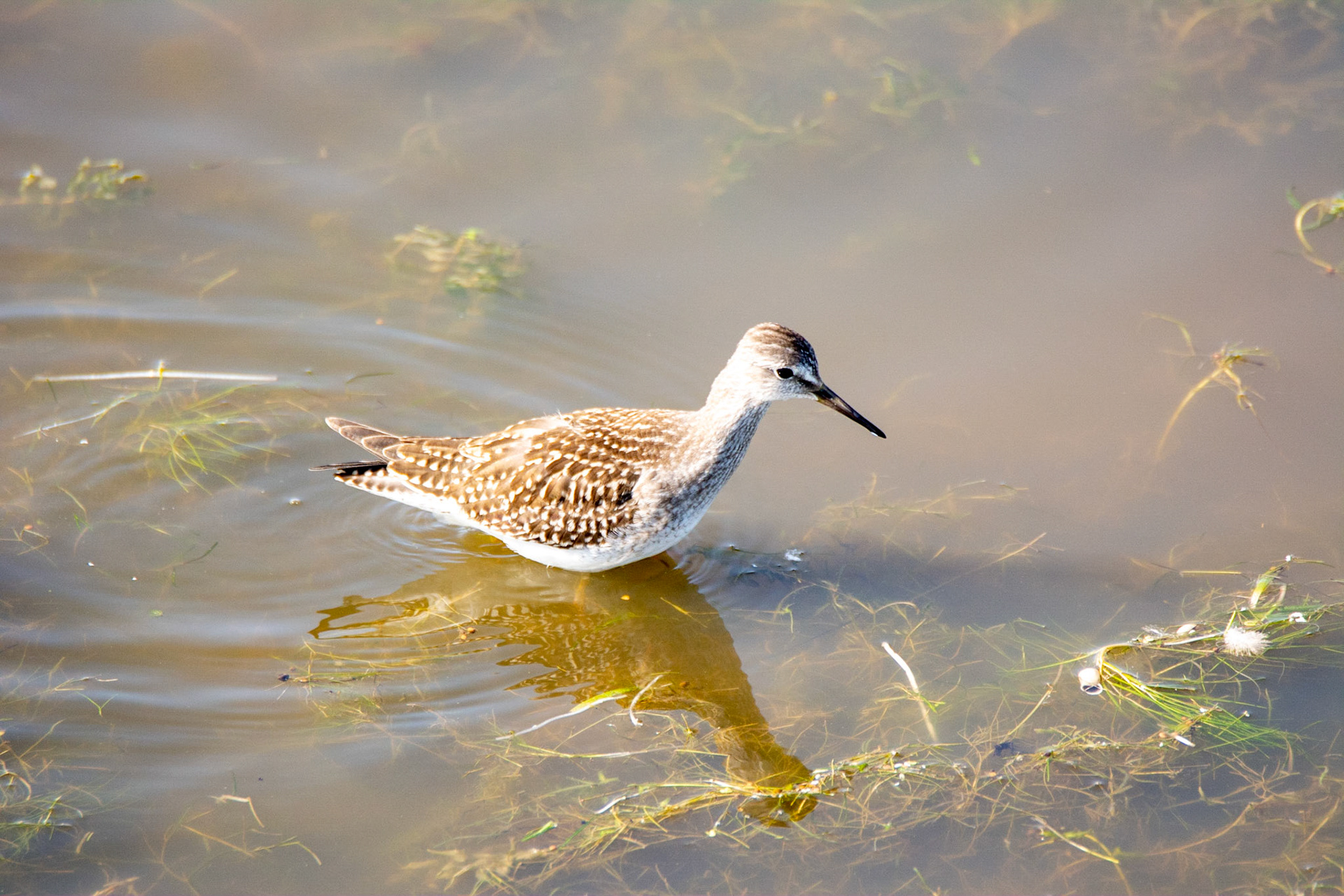Lesser Yellow-legs
