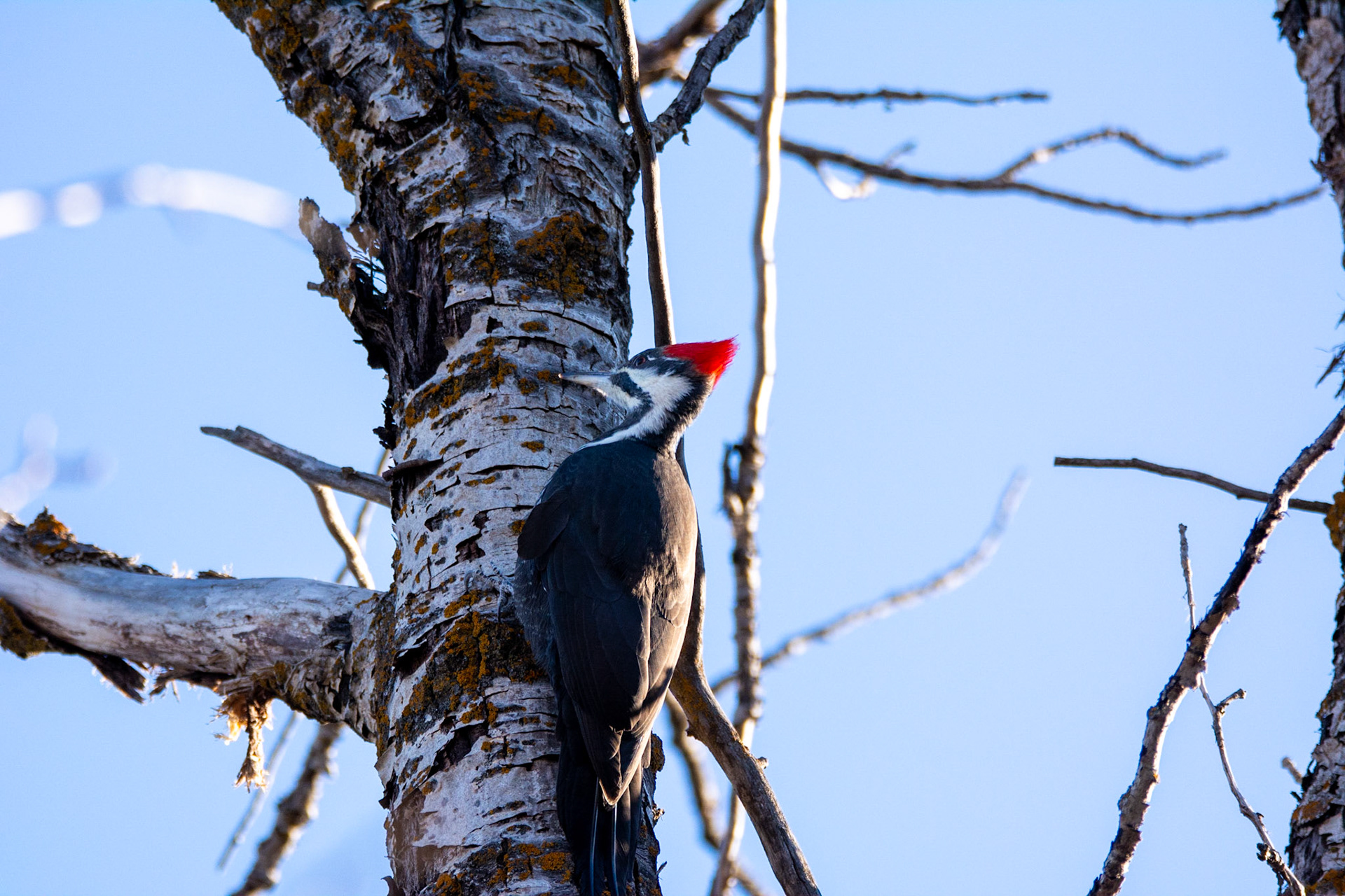 Pileated Woodpecker,  female