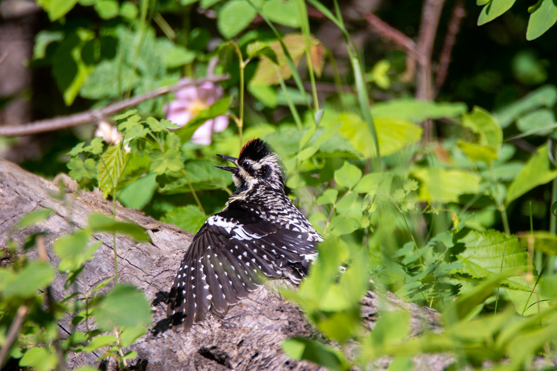 Yellow-bellied Sapsucker, female, Telford Lake