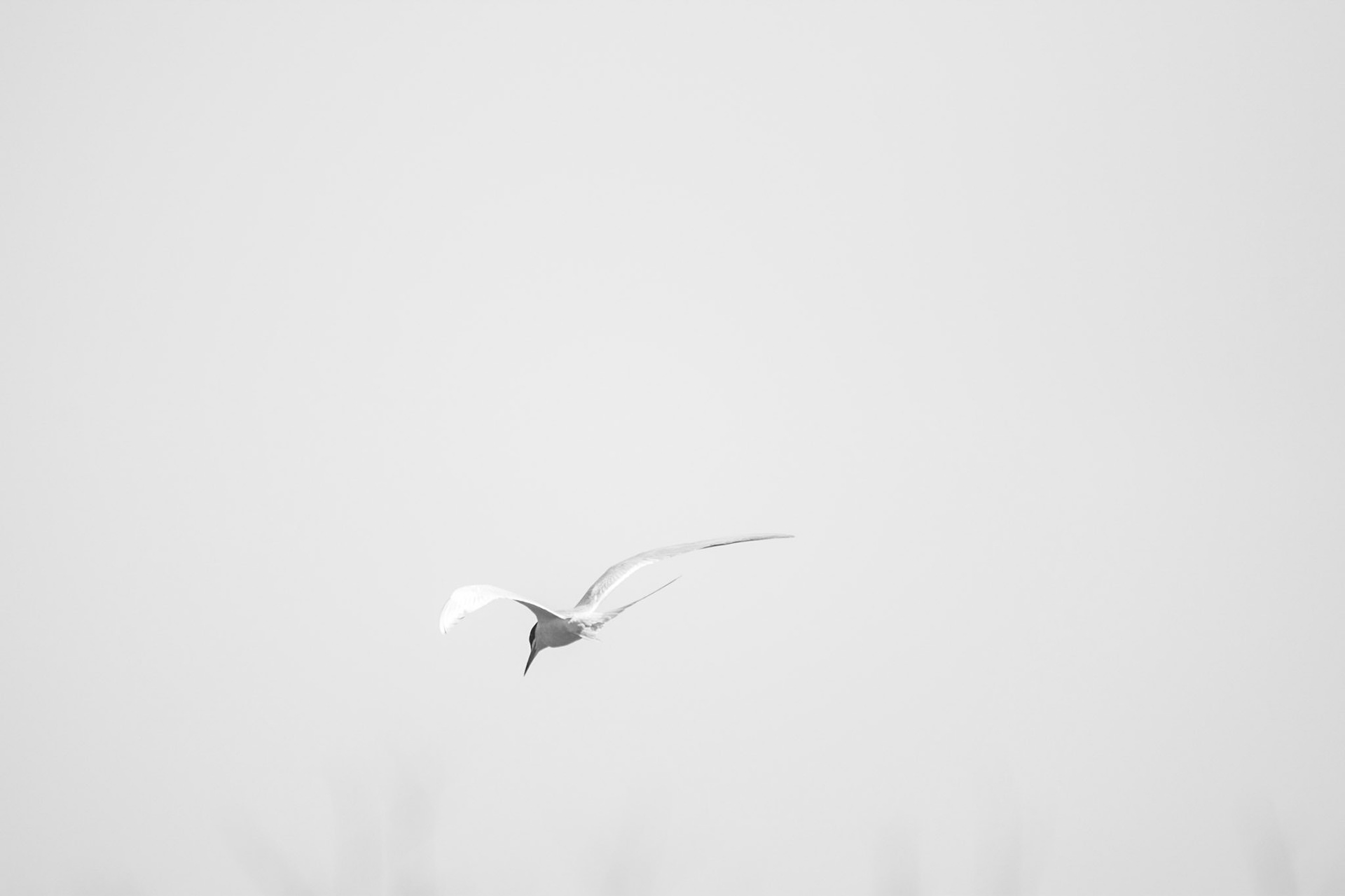 Common Tern