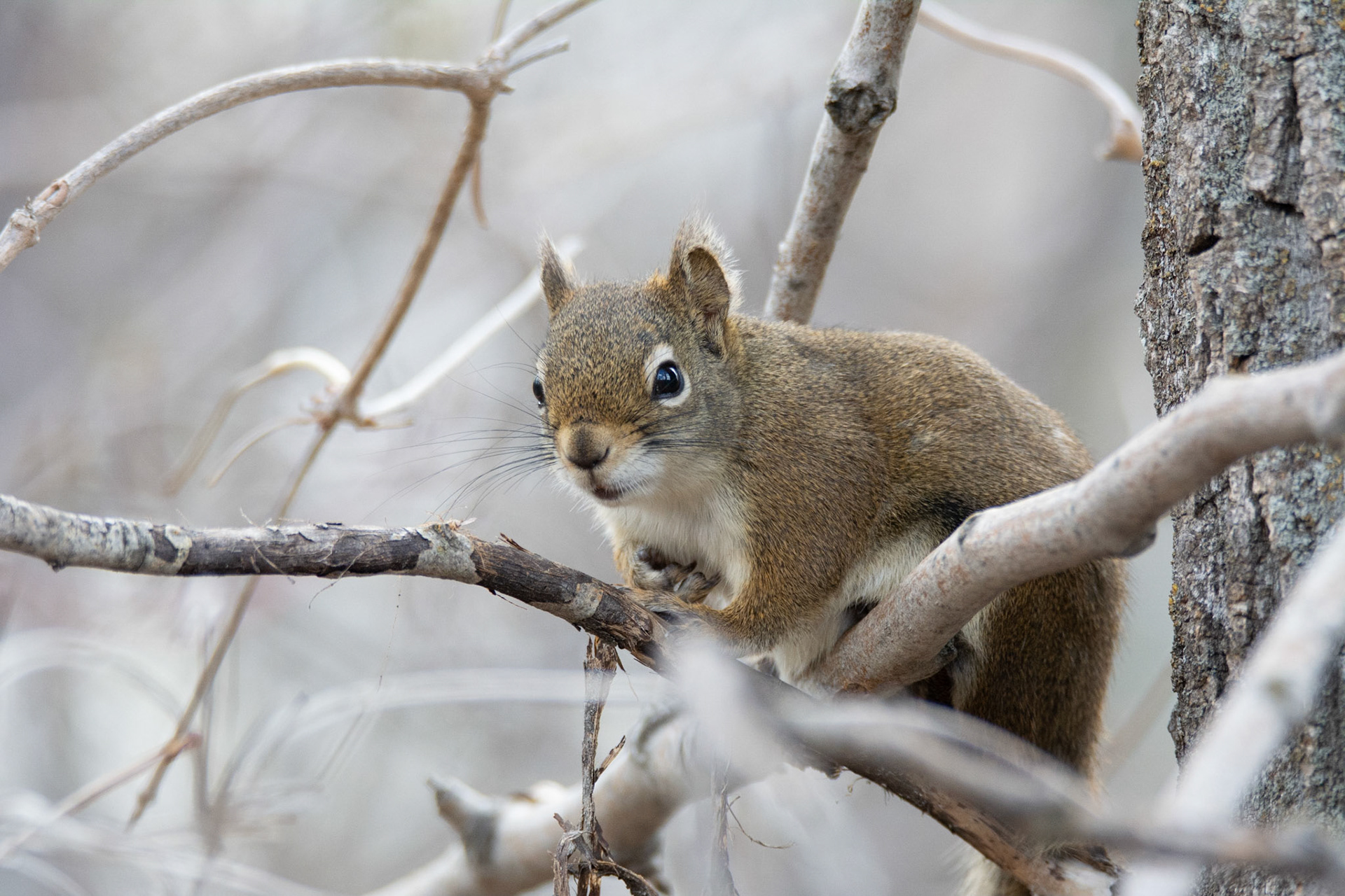 Red Squirrel, Hawrelak Park, Edmonton