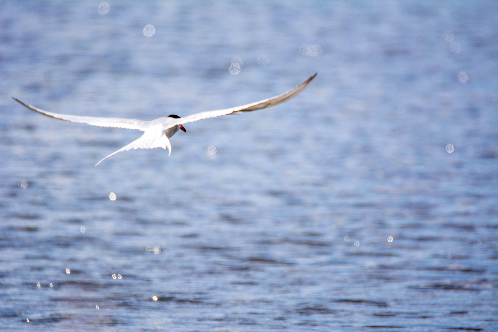 Forester's Tern, Sherwood Park, May 22, 2022