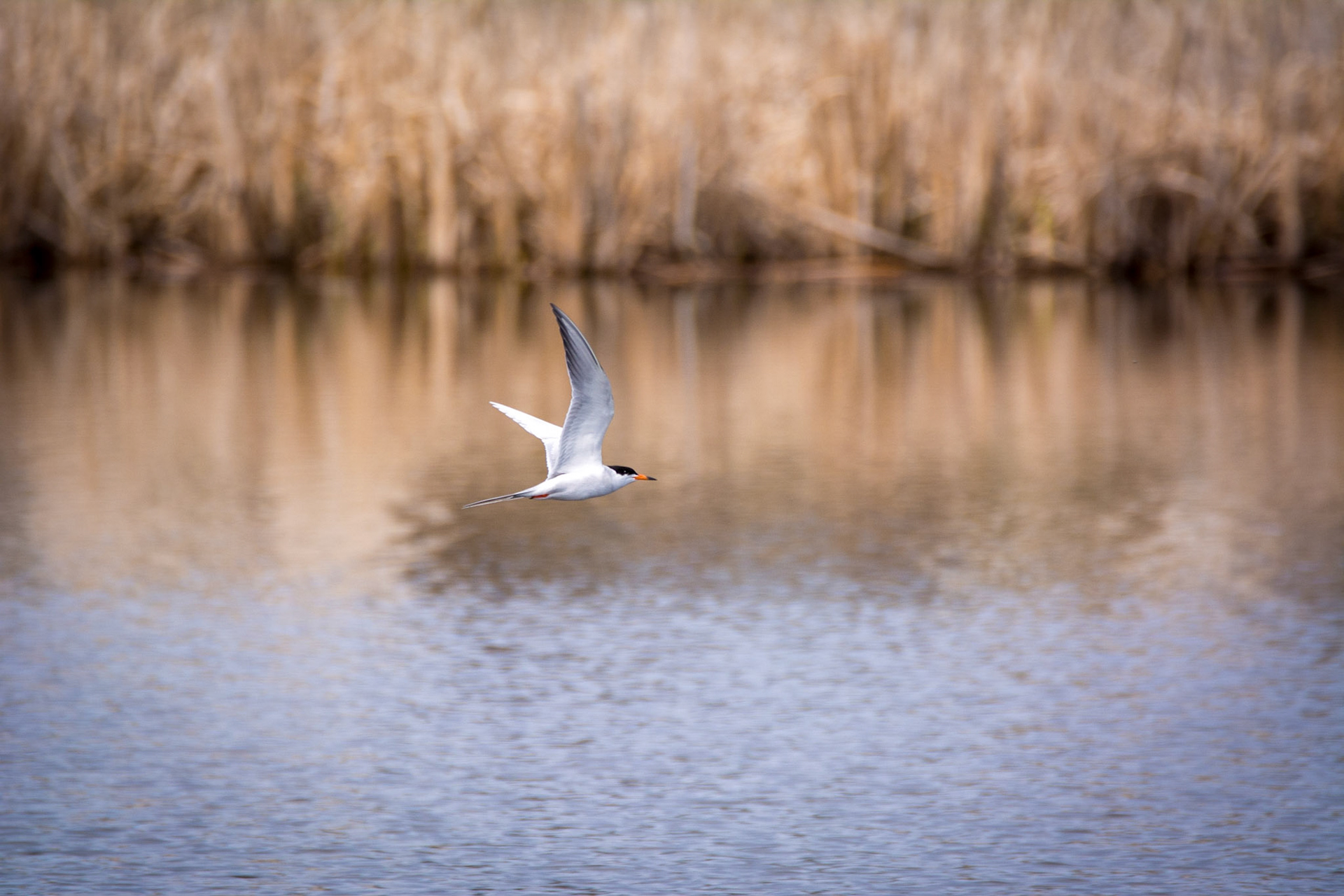 Forester's Tern, Sherwood Park, May 22, 2022