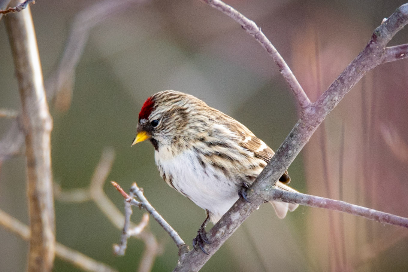 Common Redpoll
